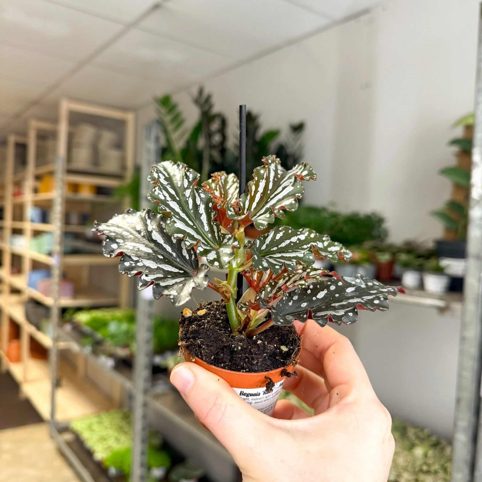 Begonia ‘Ruby’ – Angel Wing Begonia - Image 3