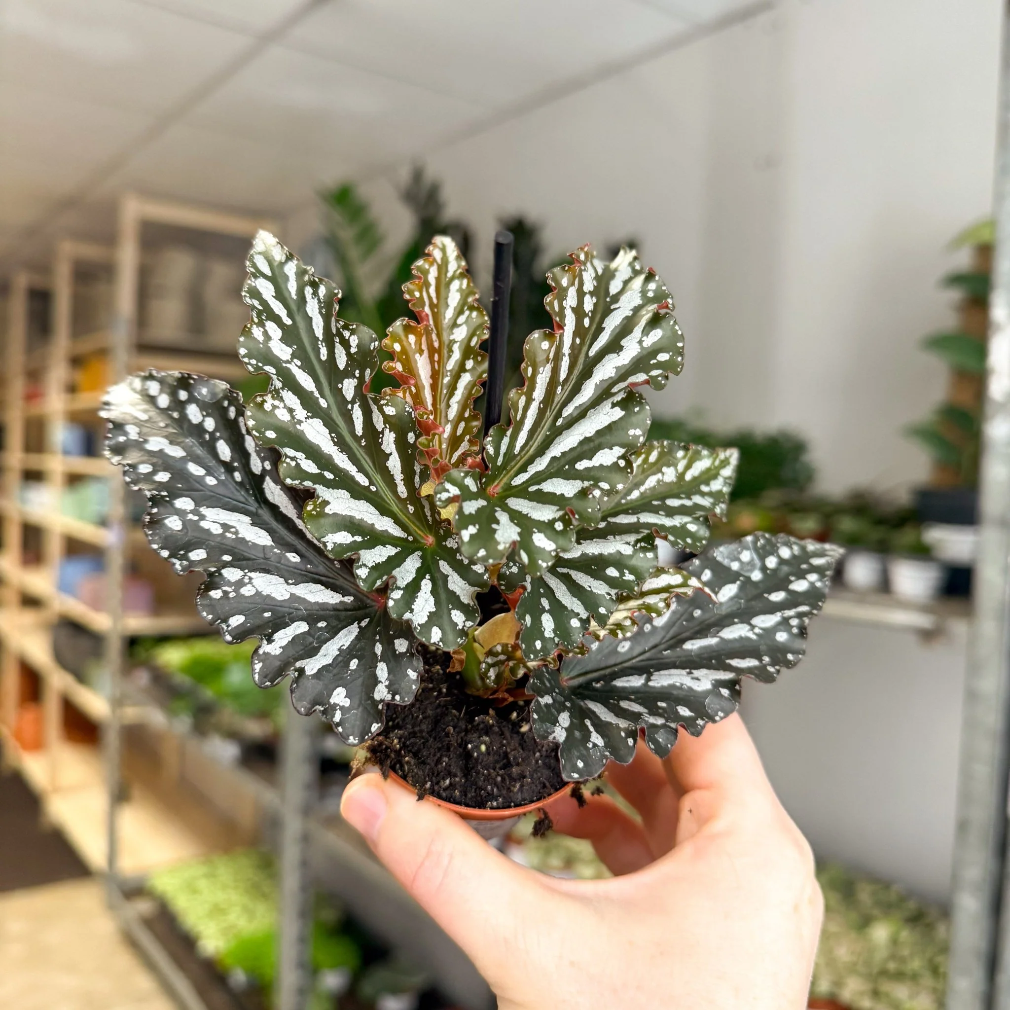 Begonia ‘Ruby’ – Angel Wing Begonia - Image 4