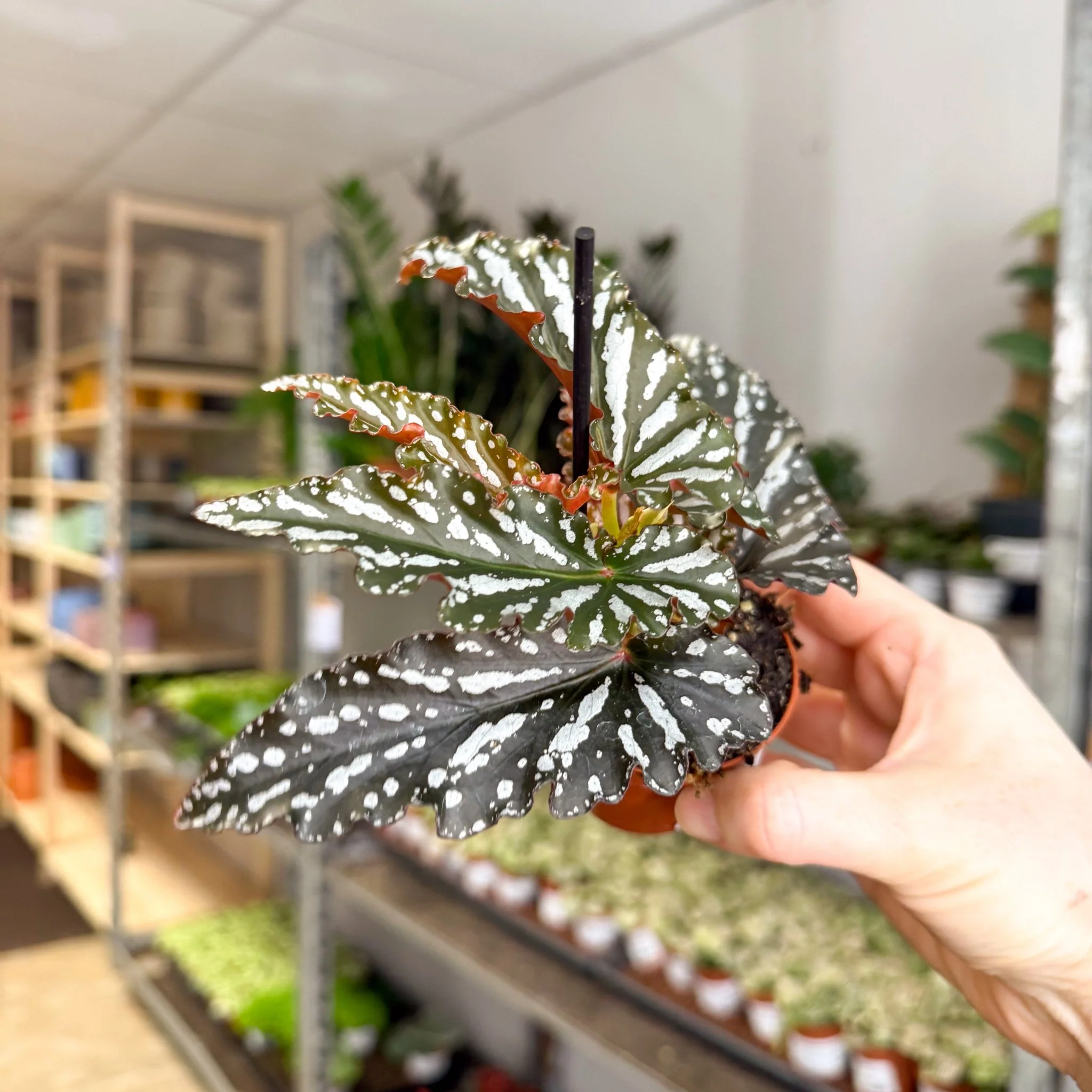 Begonia ‘Ruby’ – Angel Wing Begonia - Image 6