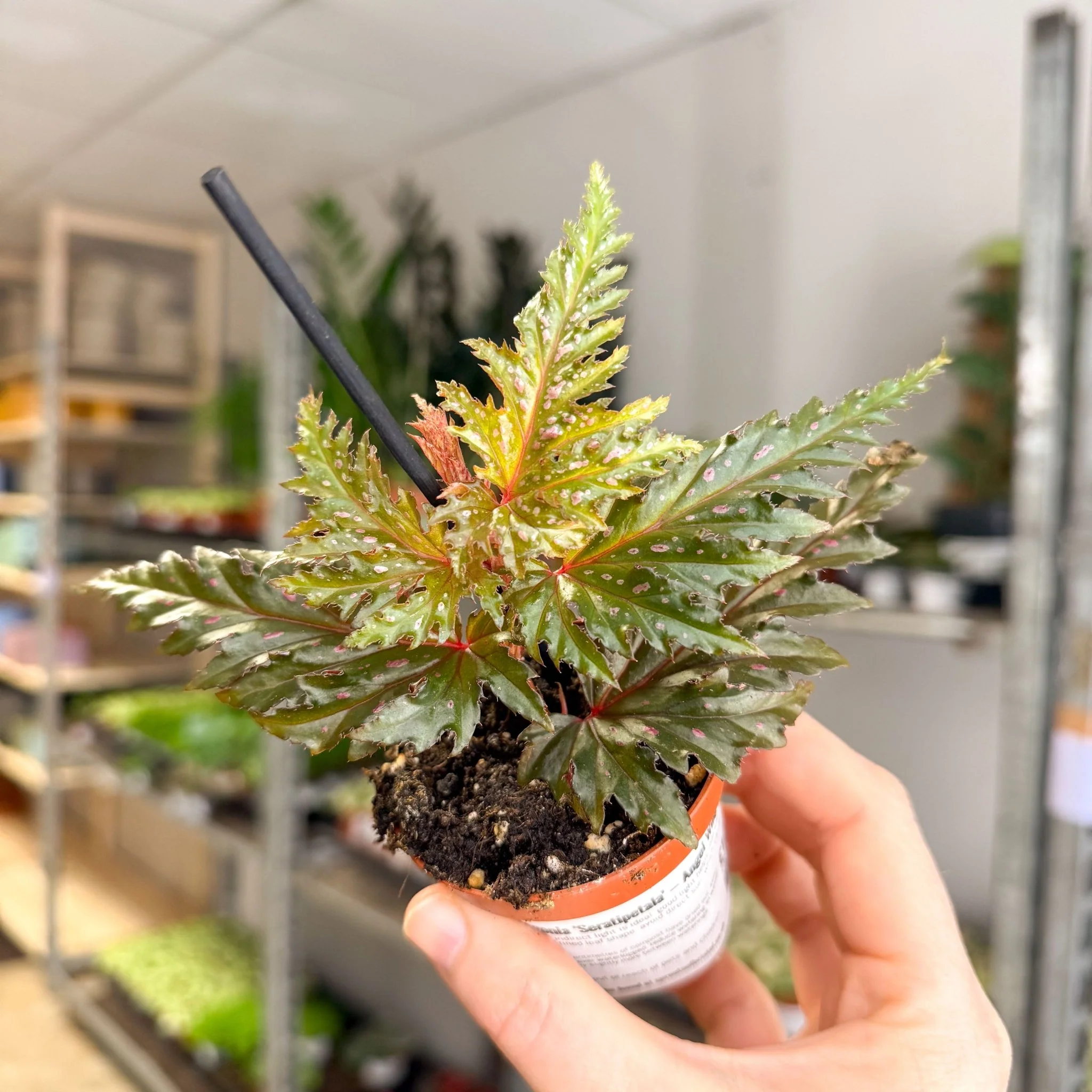 Begonia ‘Seratipetala’ – Angel Wing Begonia