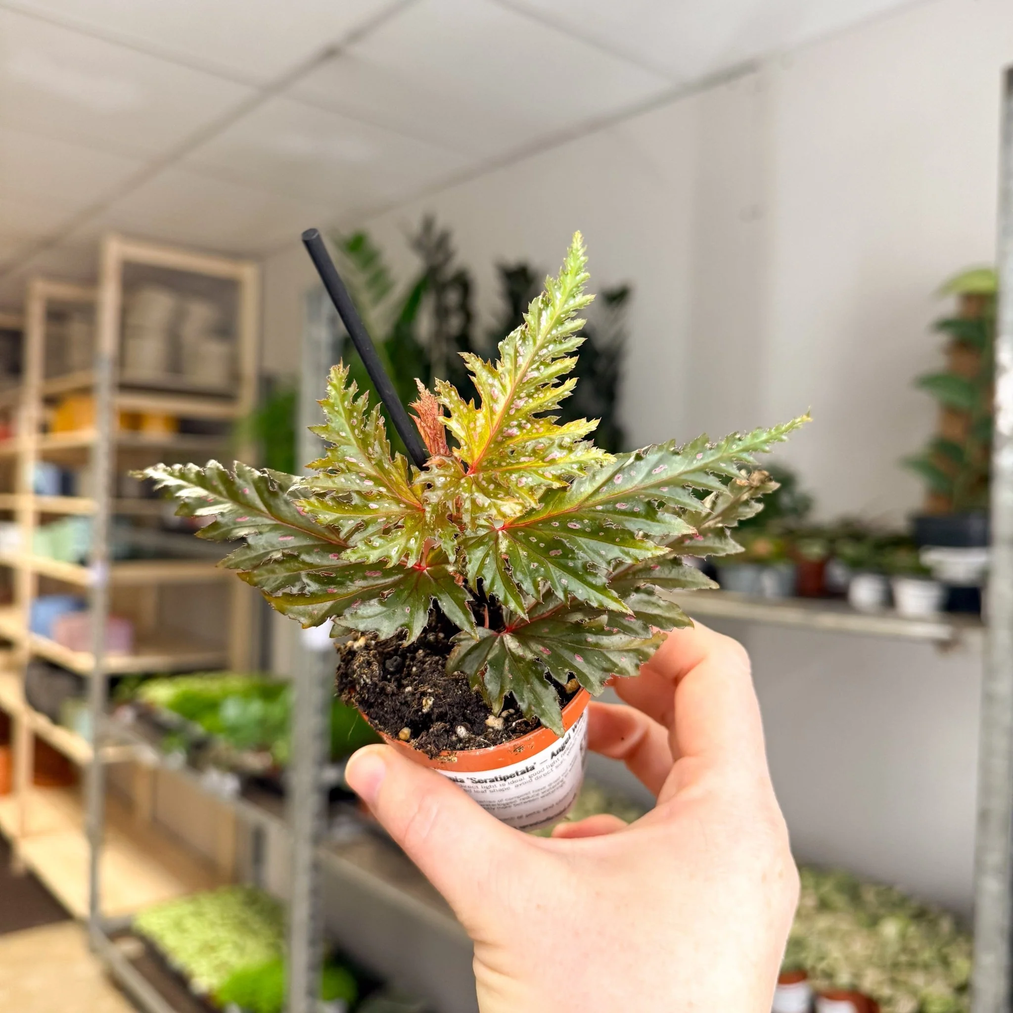 Begonia ‘Seratipetala’ – Angel Wing Begonia - Image 3