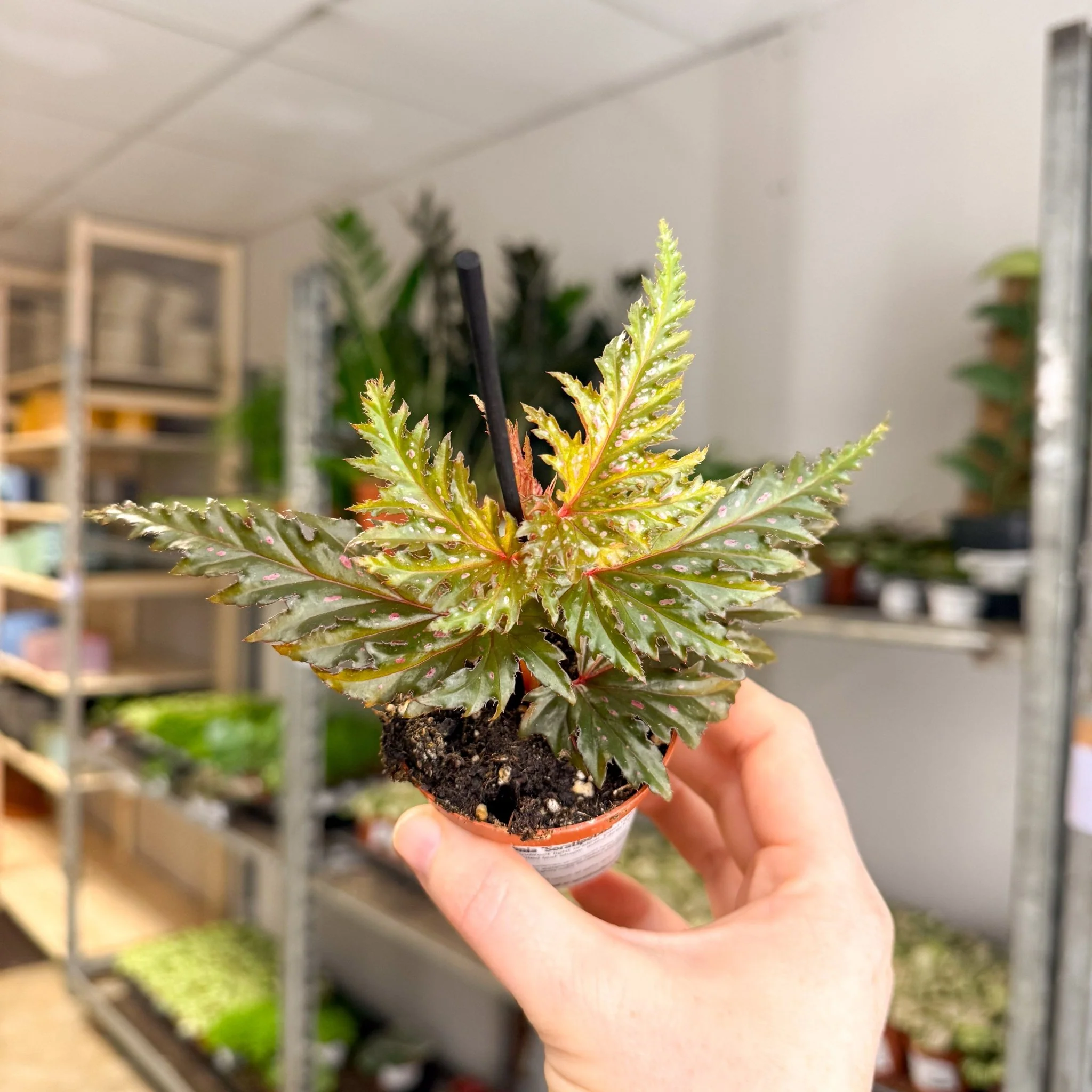 Begonia ‘Seratipetala’ – Angel Wing Begonia - Image 6