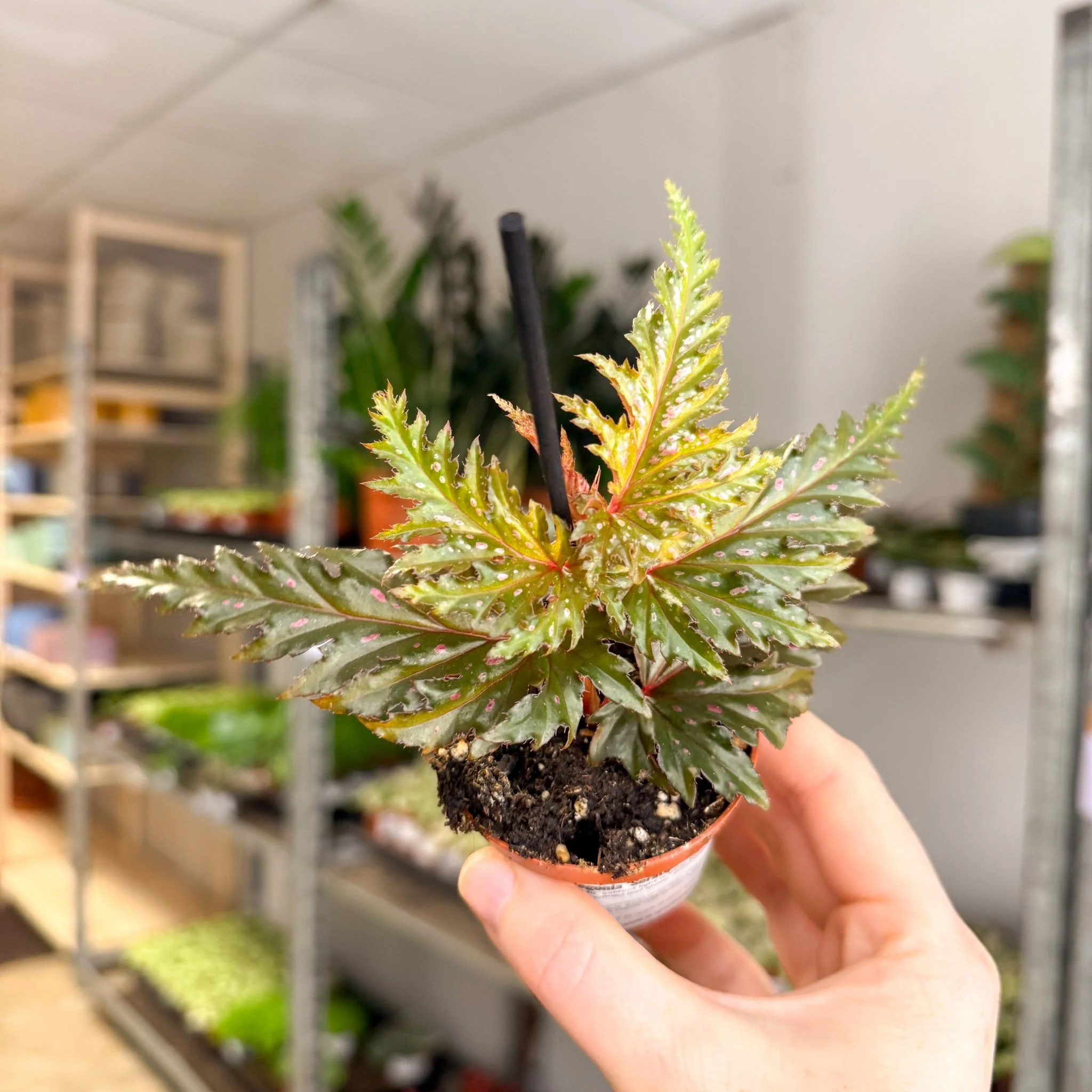 Begonia ‘Seratipetala’ – Angel Wing Begonia - Image 8