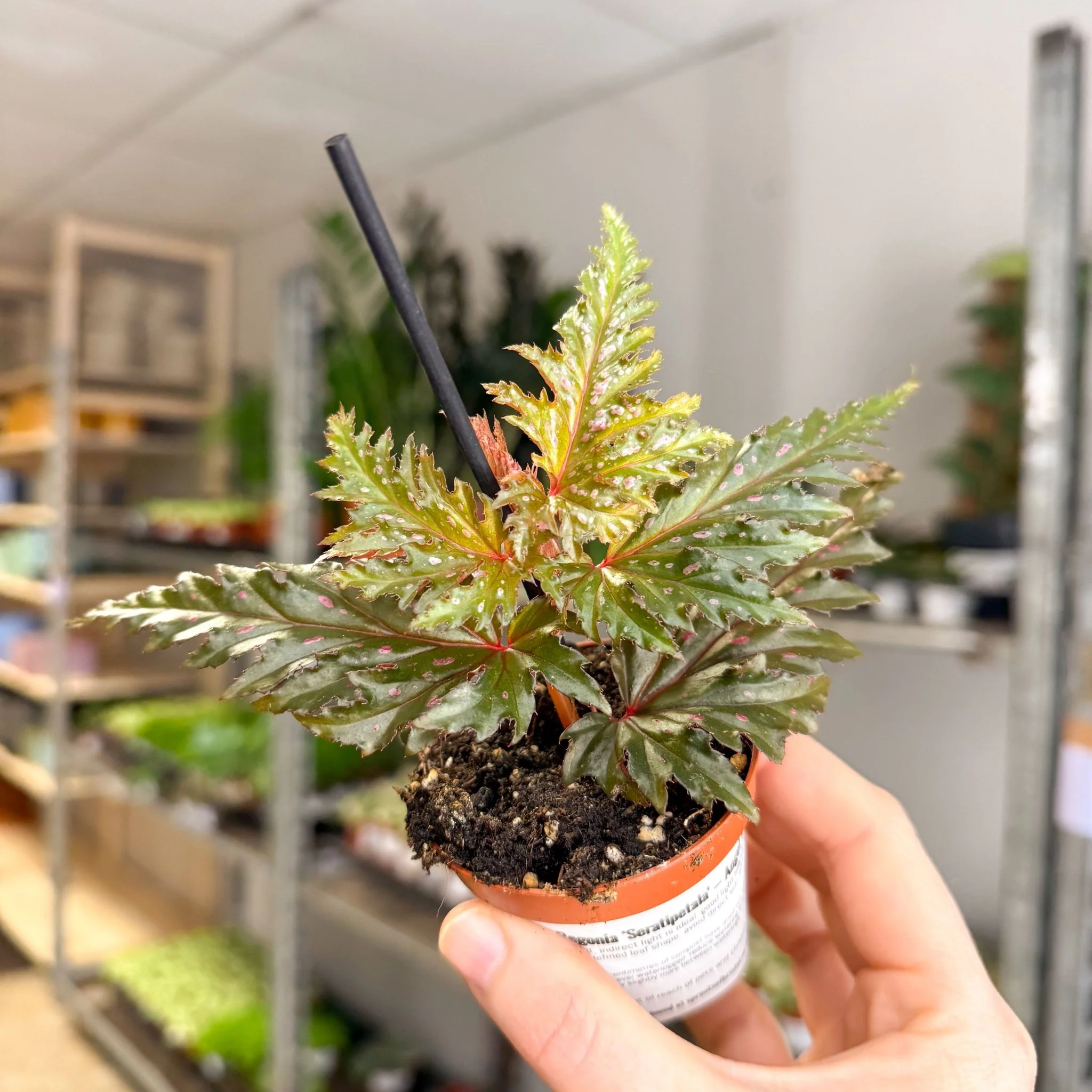 Begonia ‘Seratipetala’ – Angel Wing Begonia - Image 9