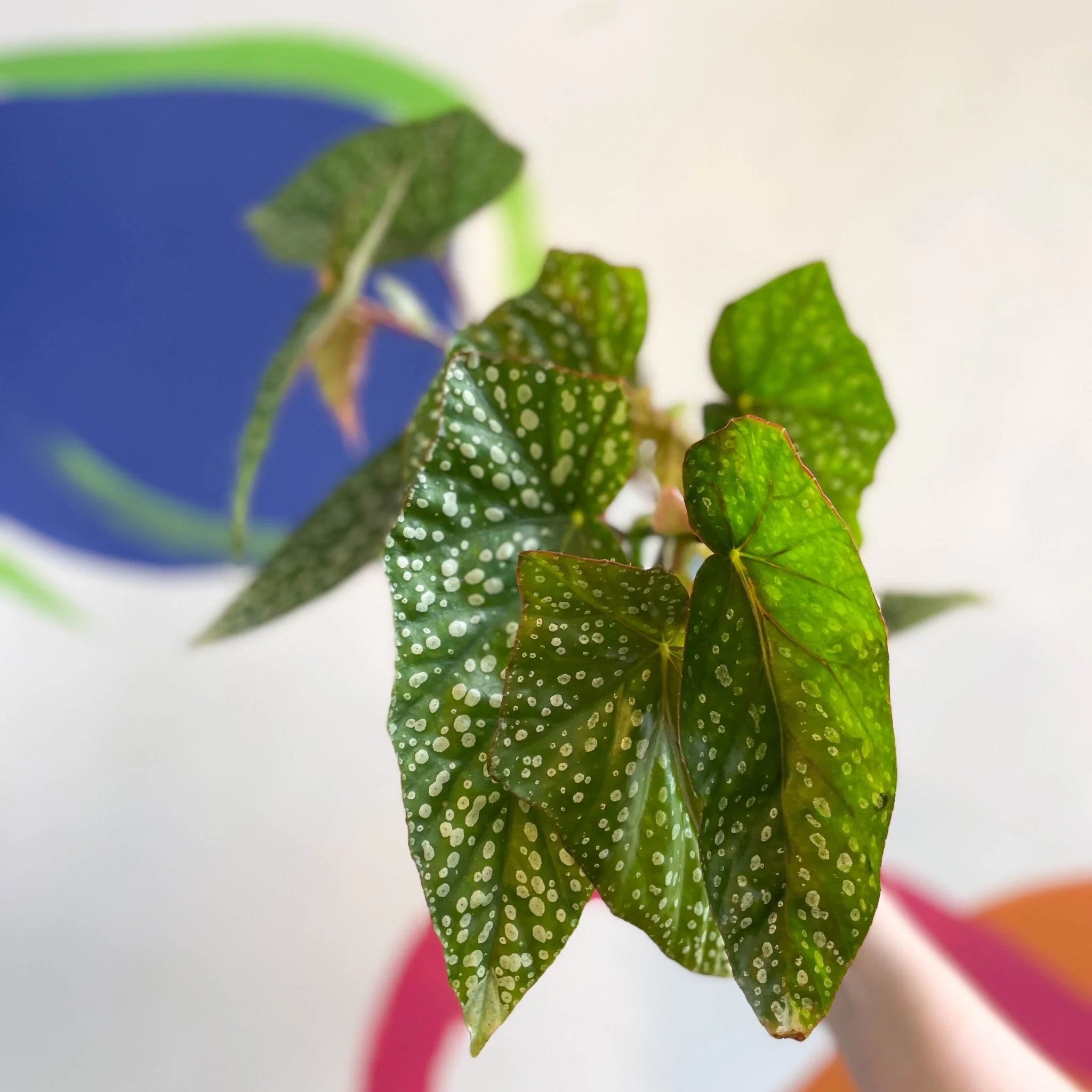 Begonia 'Snowcap' - Welsh Grown