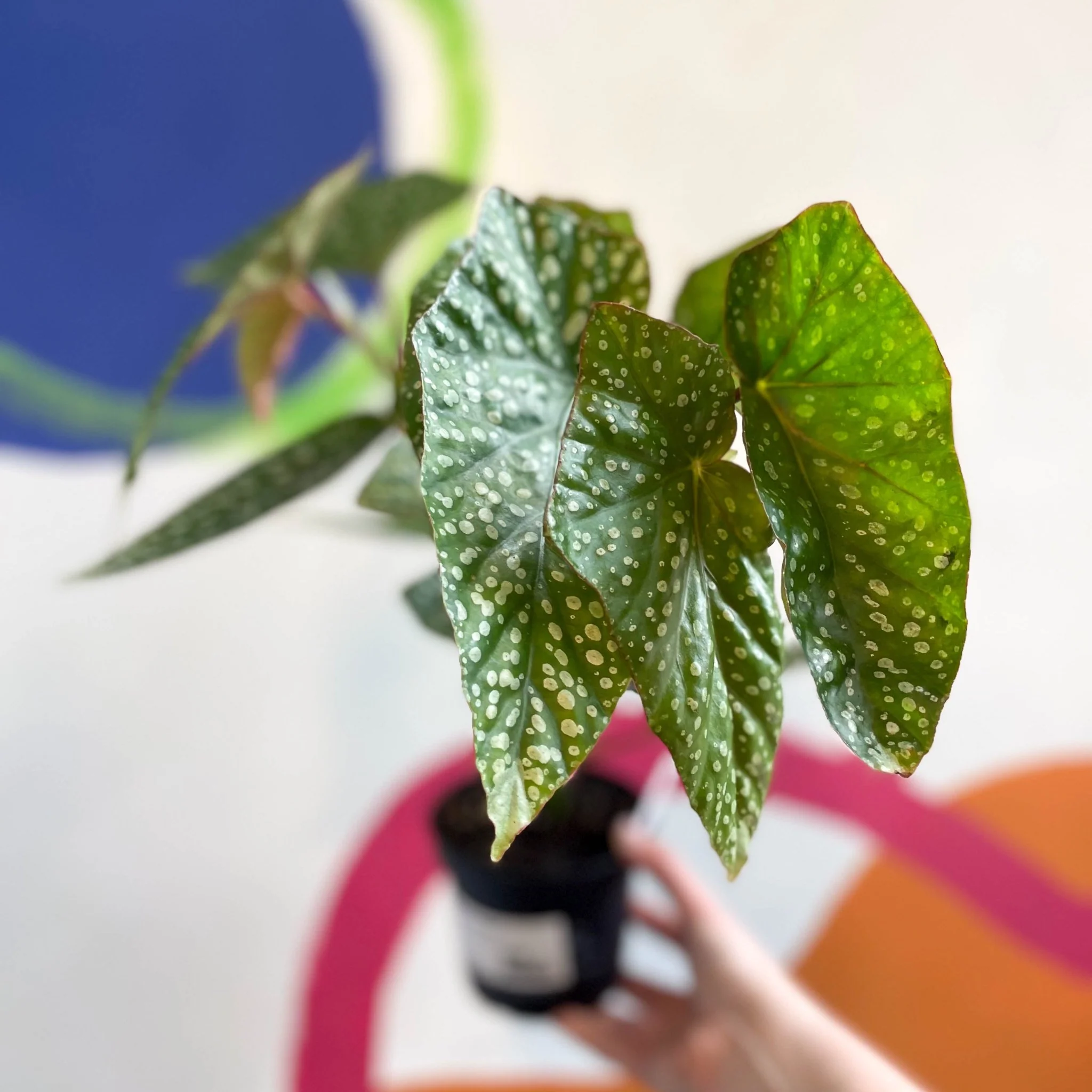 Begonia 'Snowcap' - Welsh Grown - Image 10