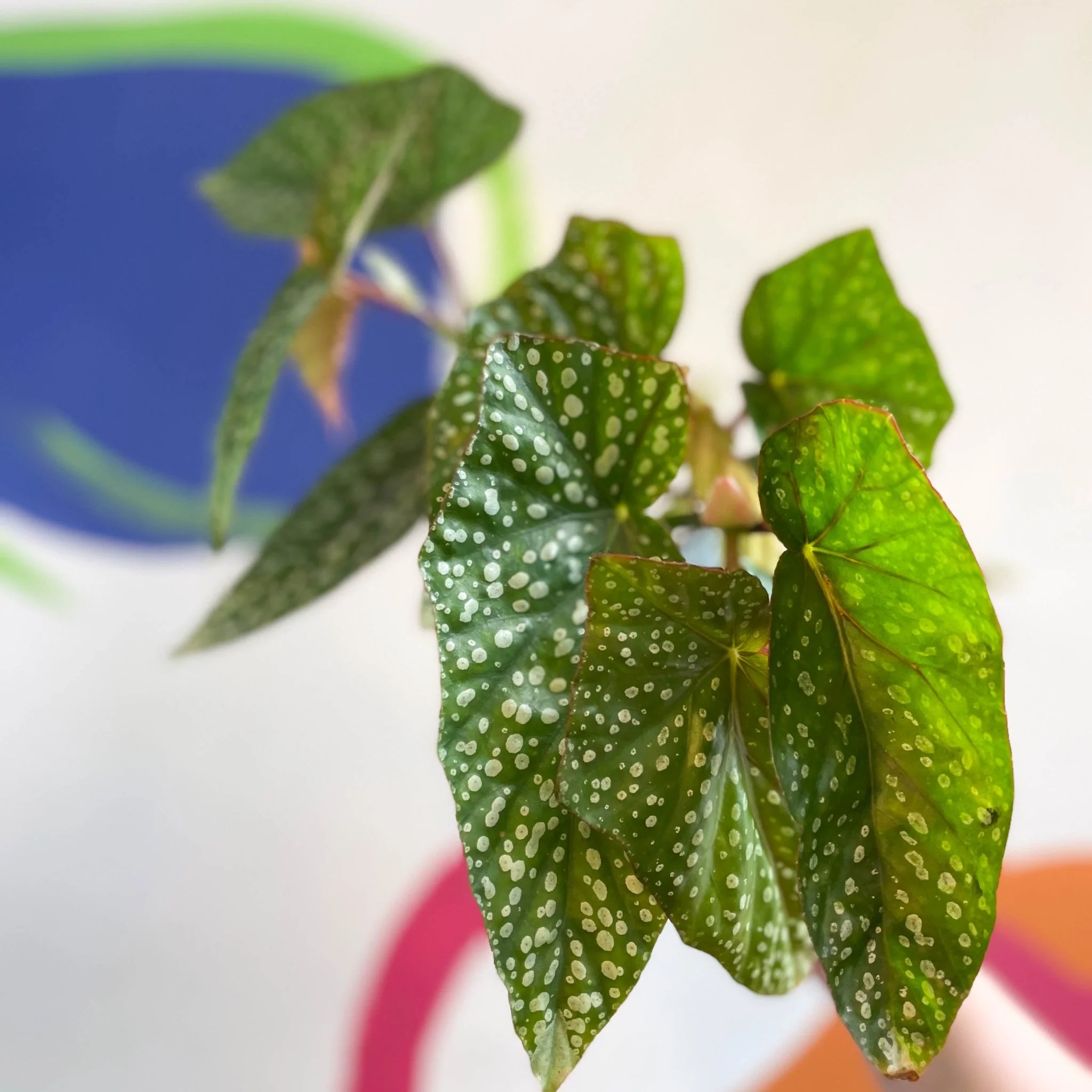 Begonia 'Snowcap' - Welsh Grown - Image 11