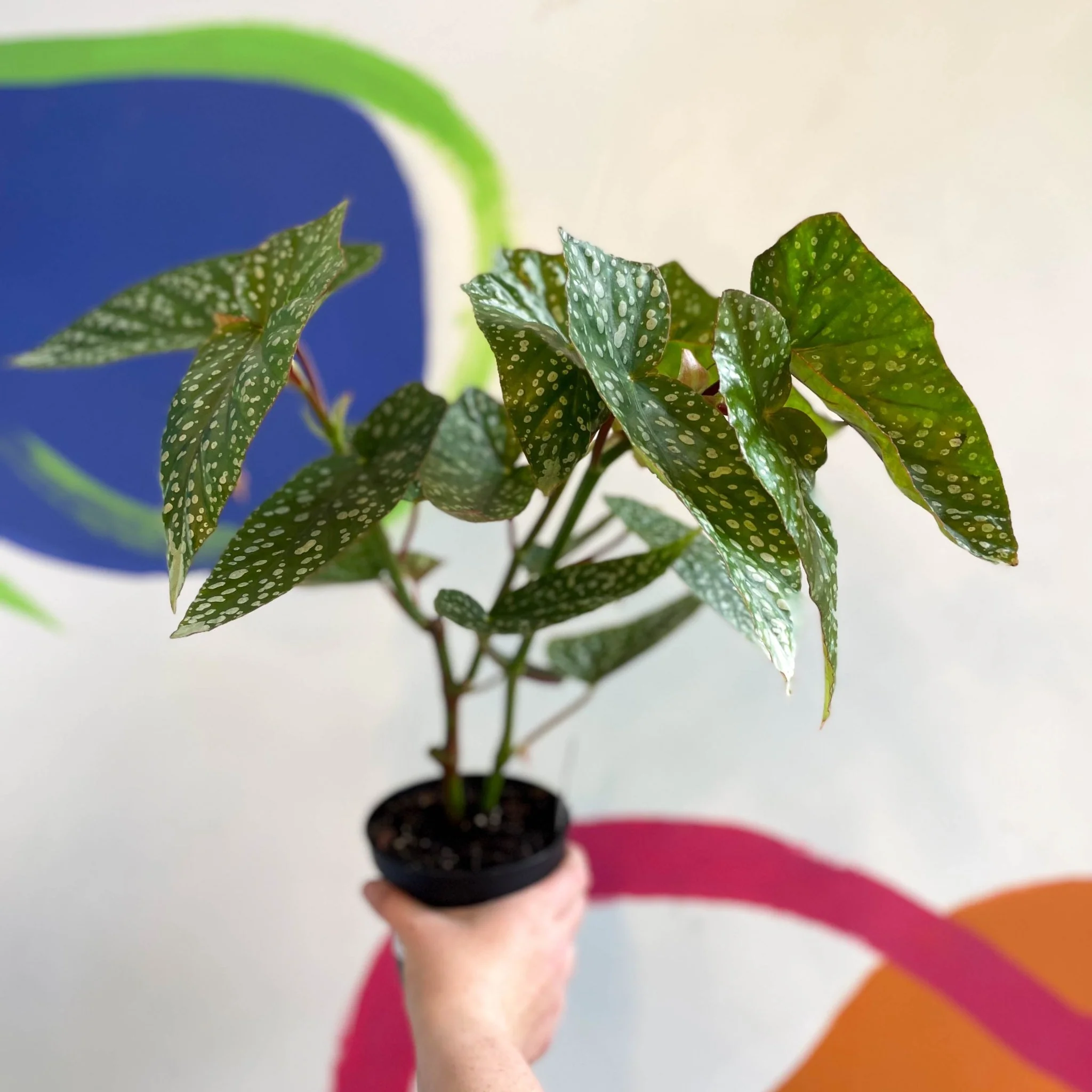 Begonia 'Snowcap' - Welsh Grown - Image 4