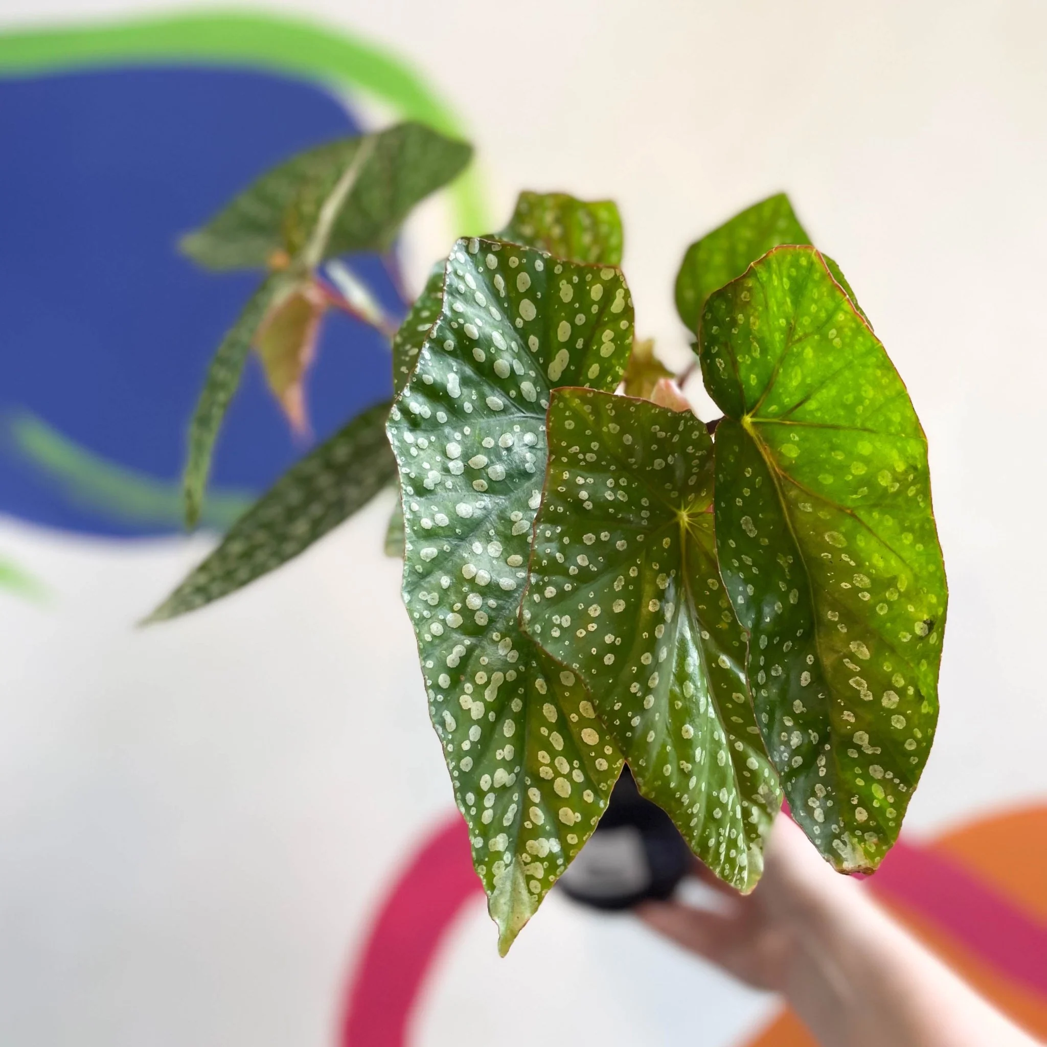 Begonia 'Snowcap' - Welsh Grown - Image 5