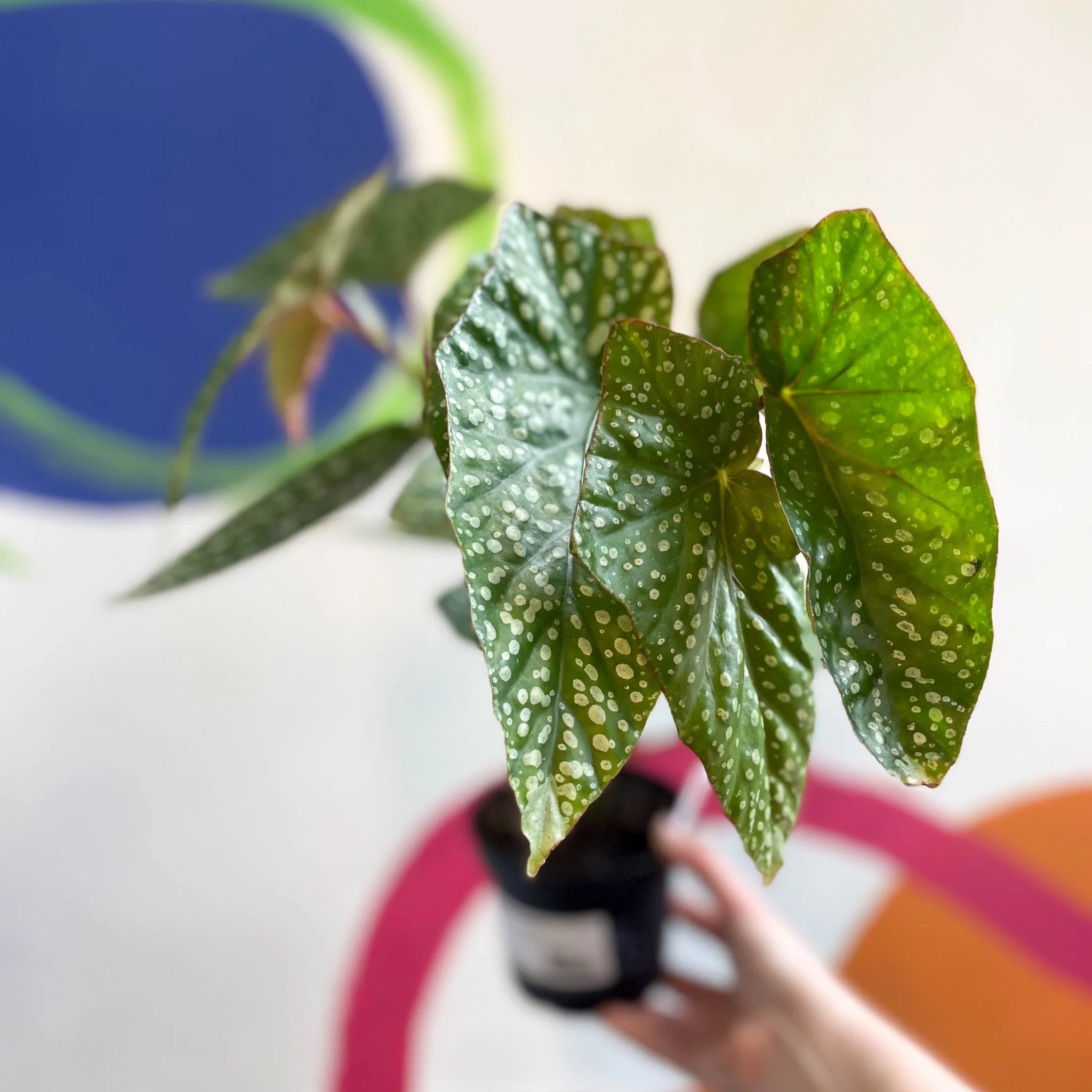 Begonia 'Snowcap' - Welsh Grown - Image 7
