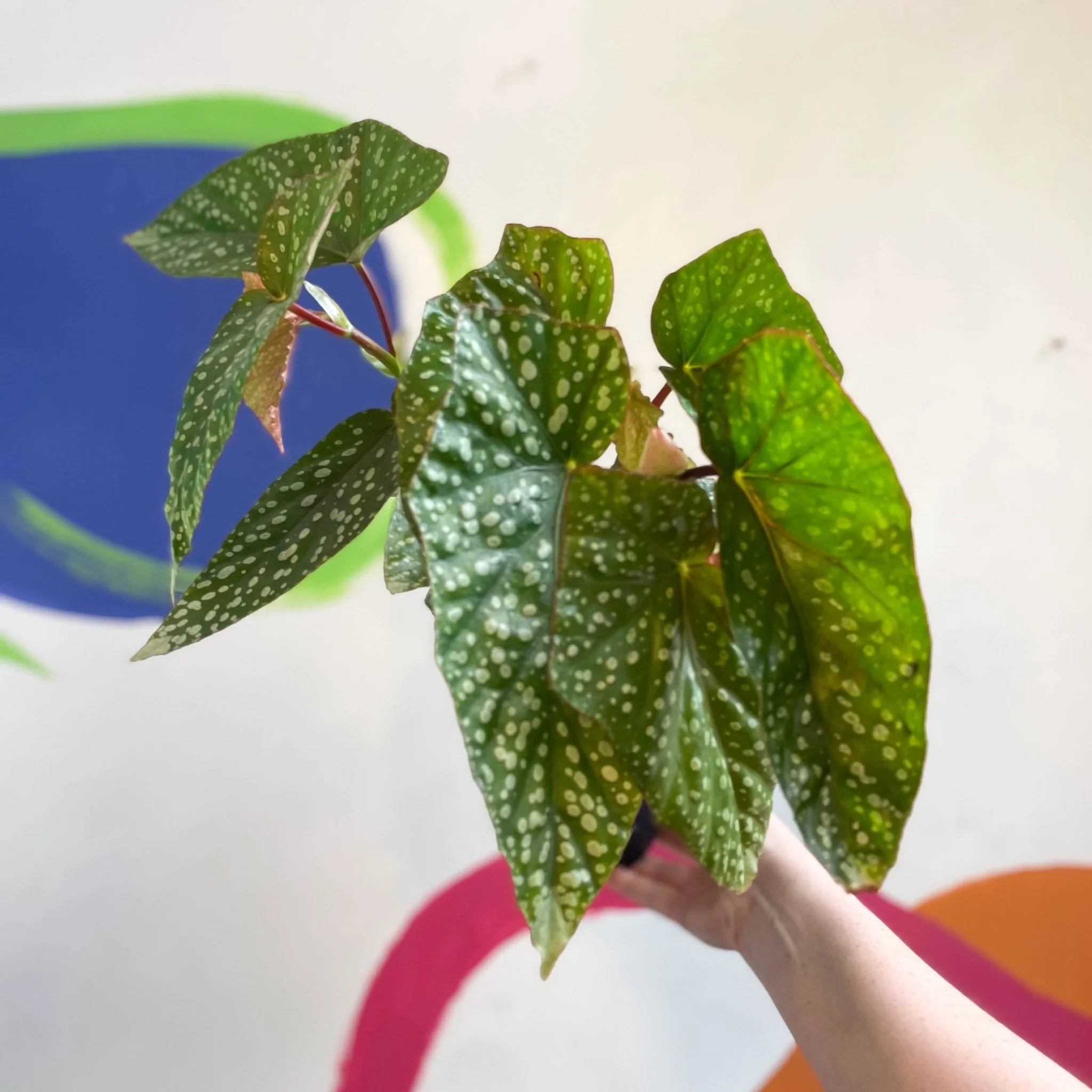 Begonia 'Snowcap' - Welsh Grown - Image 8