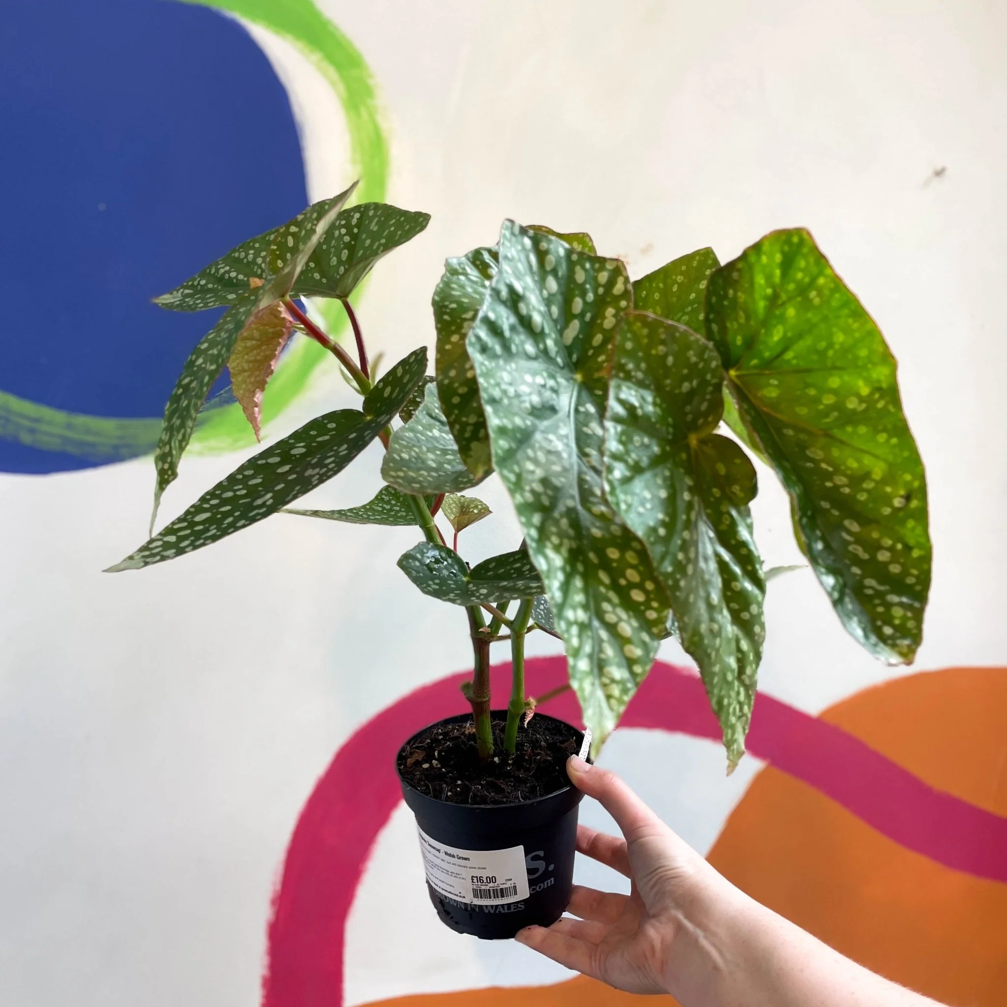 Begonia 'Snowcap' - Welsh Grown - Image 9