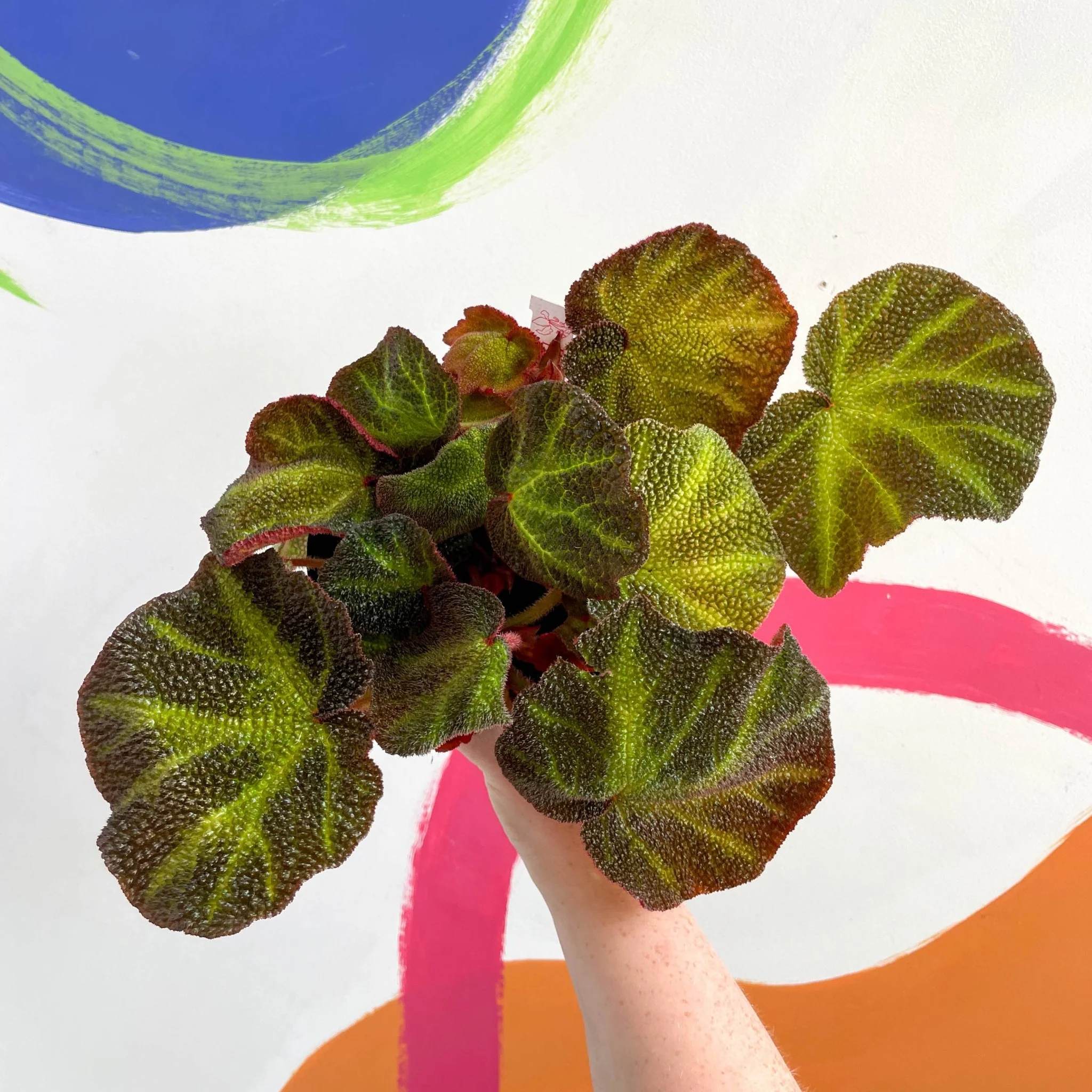 Begonia solimutata - Welsh Grown