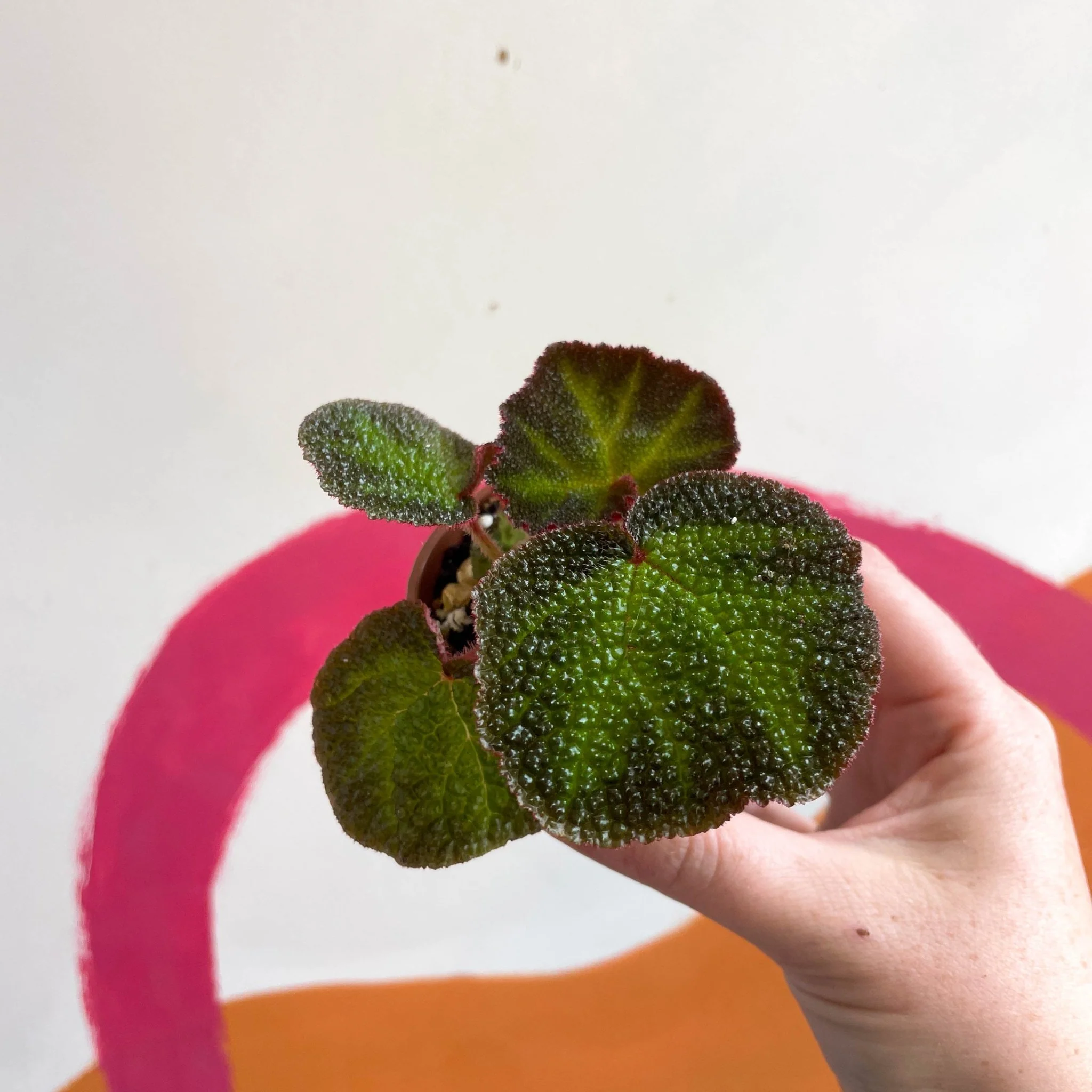 Begonia solimutata - Welsh Grown - Image 10