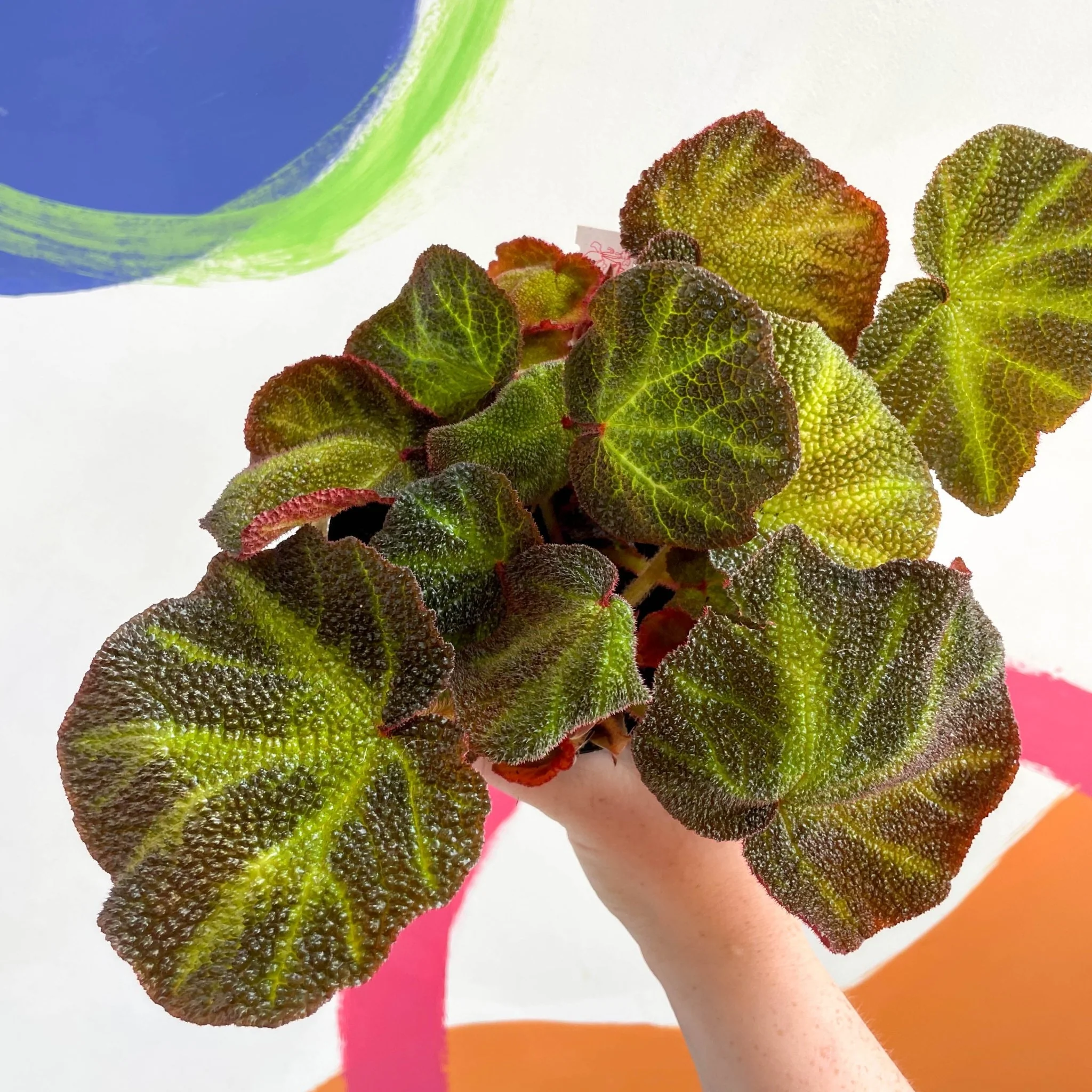 Begonia solimutata - Welsh Grown - Image 2