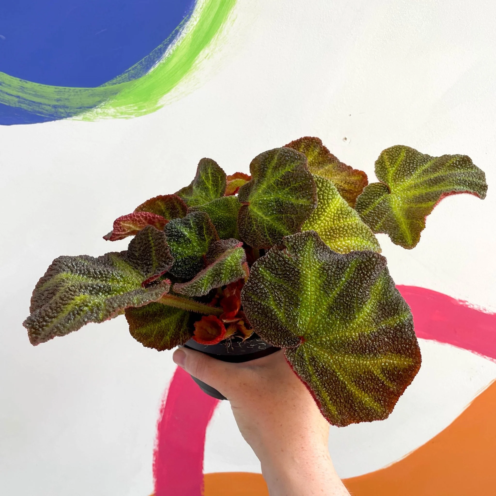 Begonia solimutata - Welsh Grown - Image 3