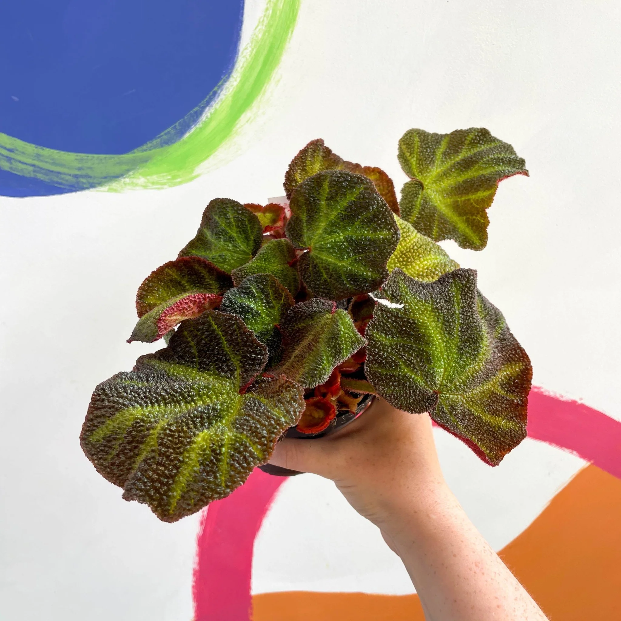 Begonia solimutata - Welsh Grown - Image 4
