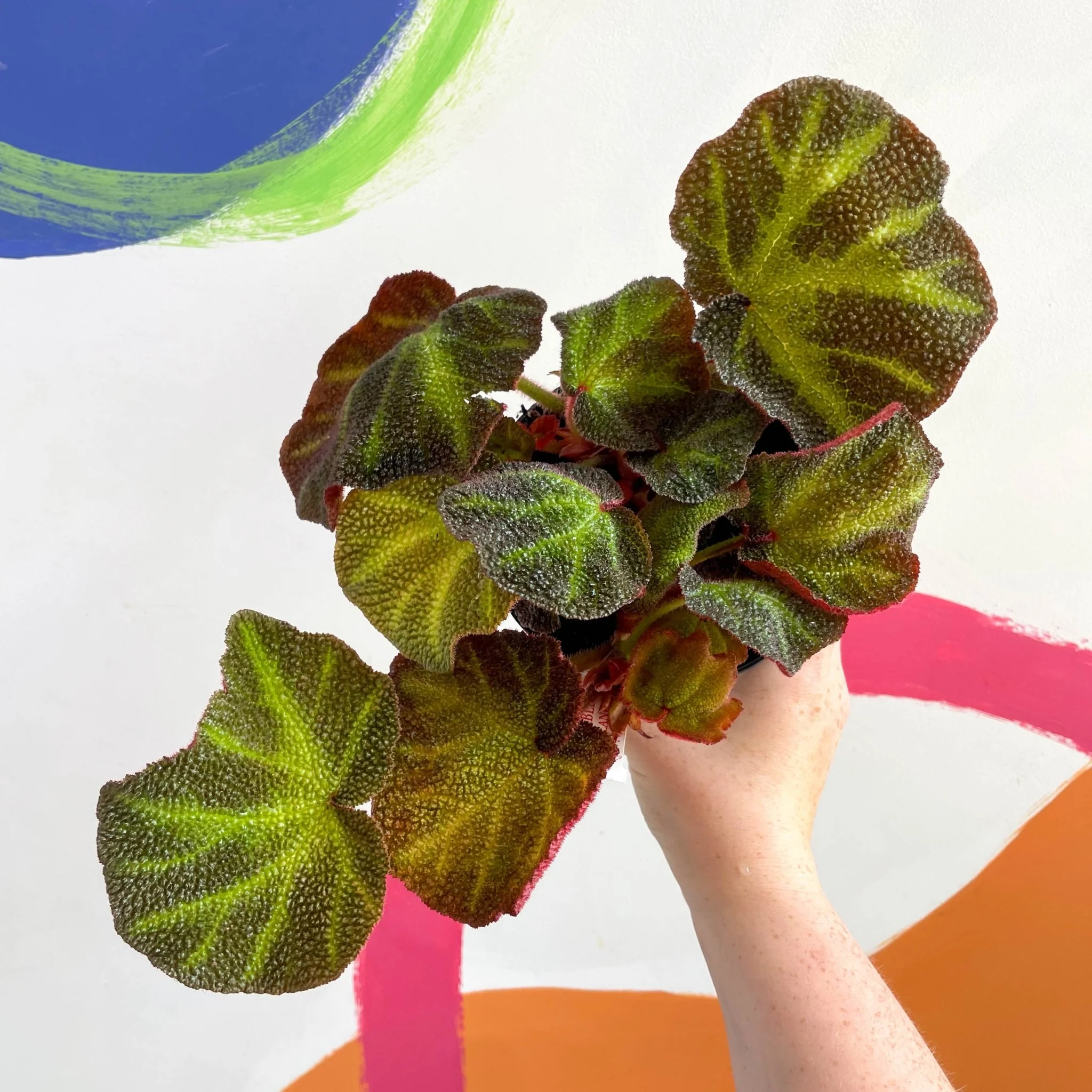 Begonia solimutata - Welsh Grown - Image 5
