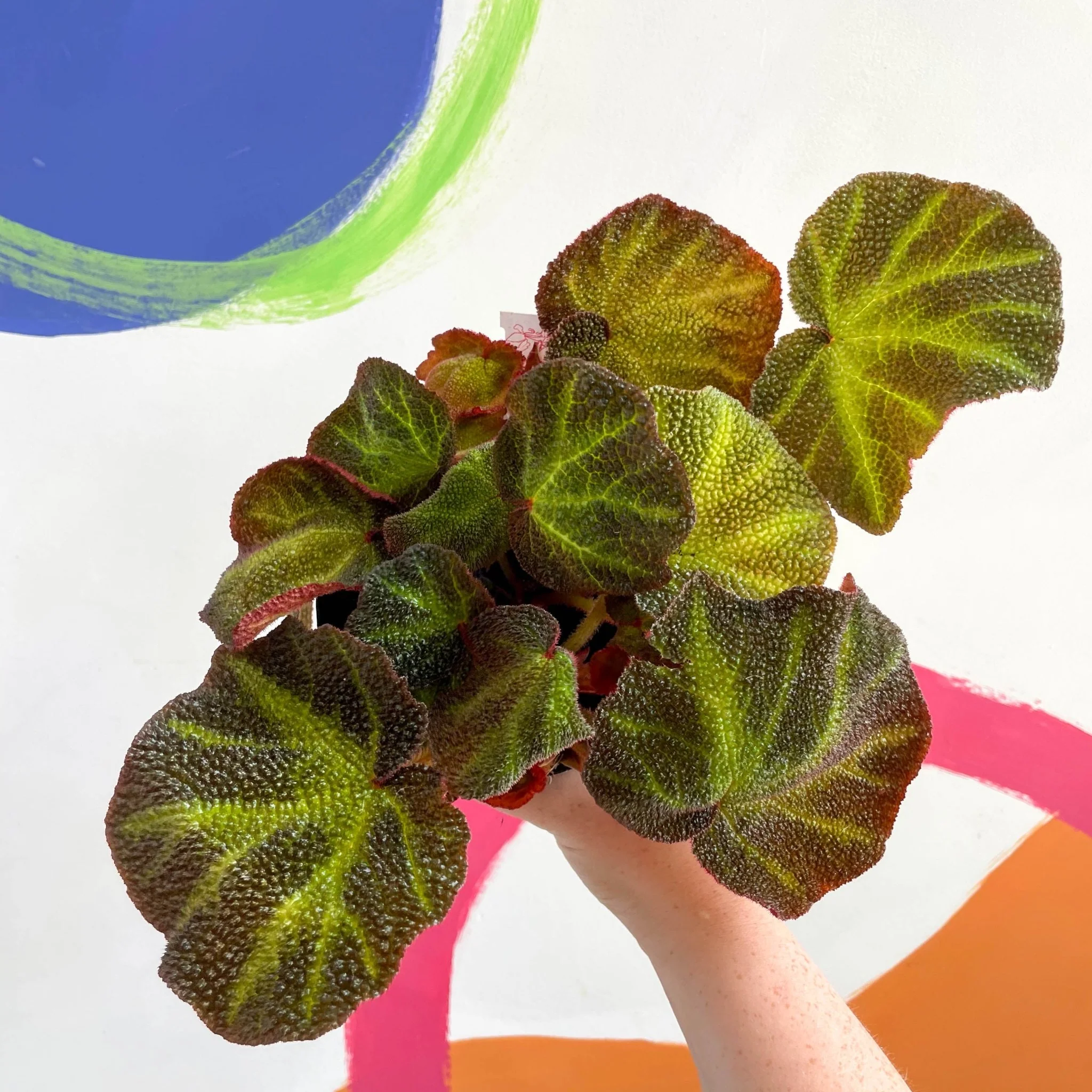 Begonia solimutata - Welsh Grown - Image 6