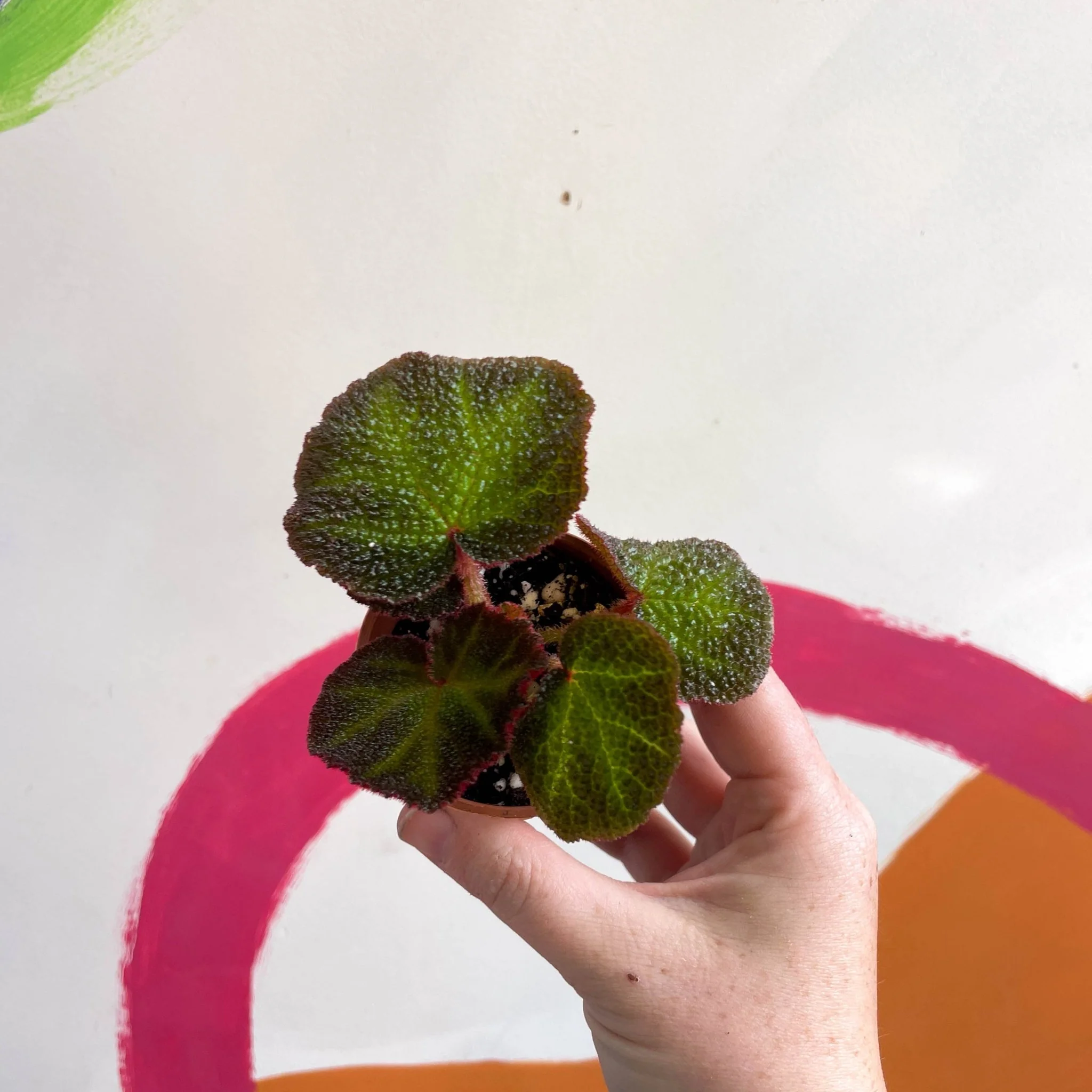 Begonia solimutata - Welsh Grown - Image 7