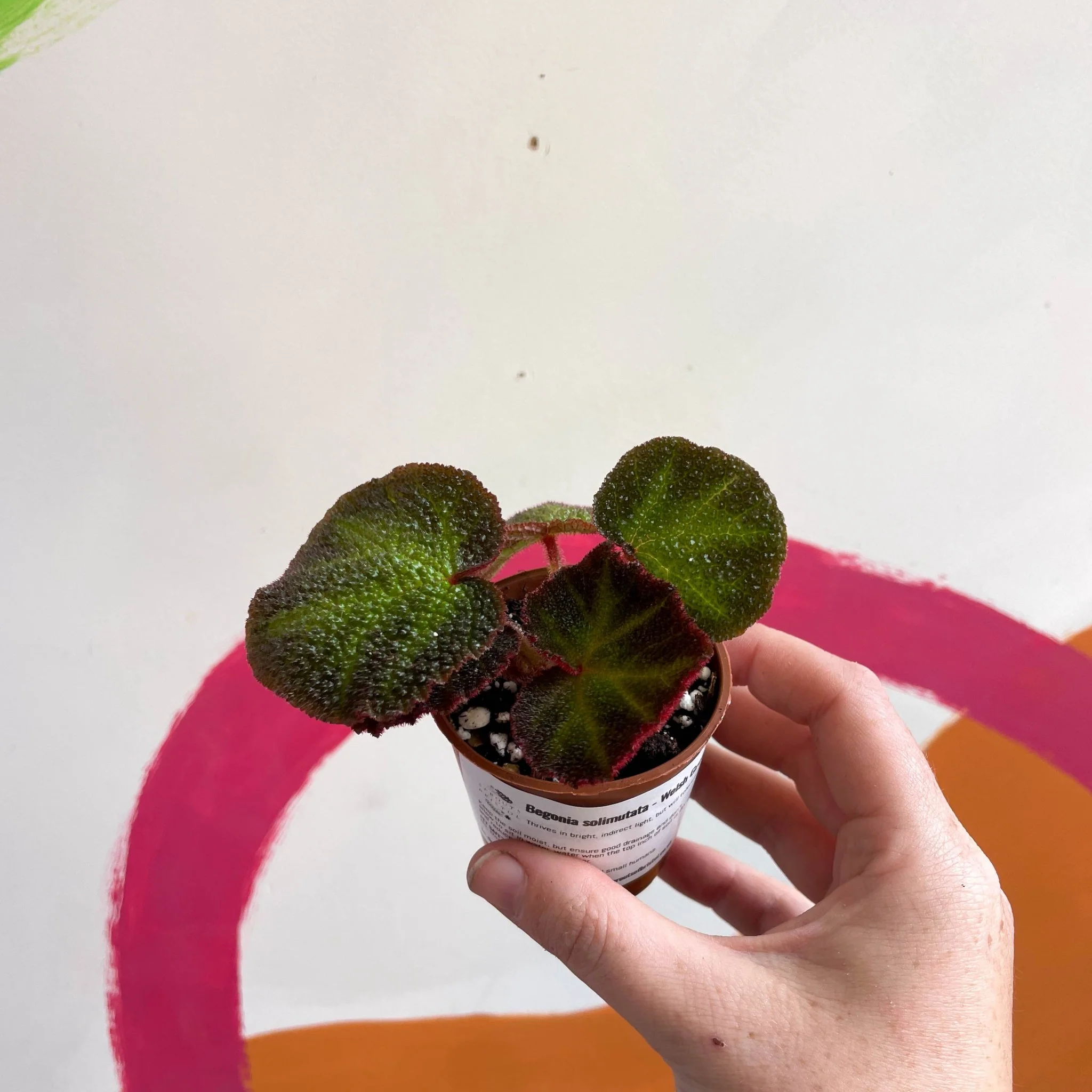 Begonia solimutata - Welsh Grown - Image 8