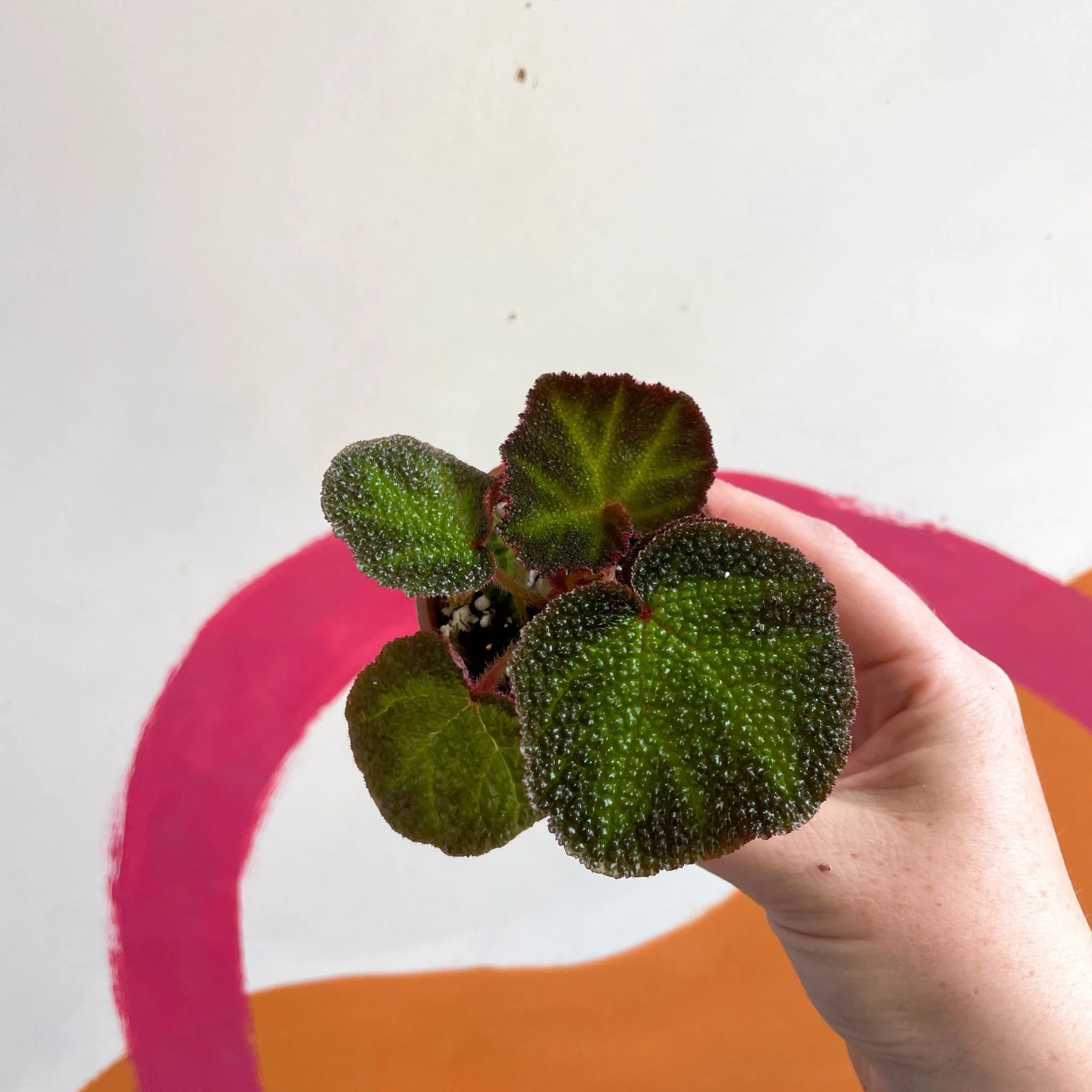 Begonia solimutata - Welsh Grown - Image 9