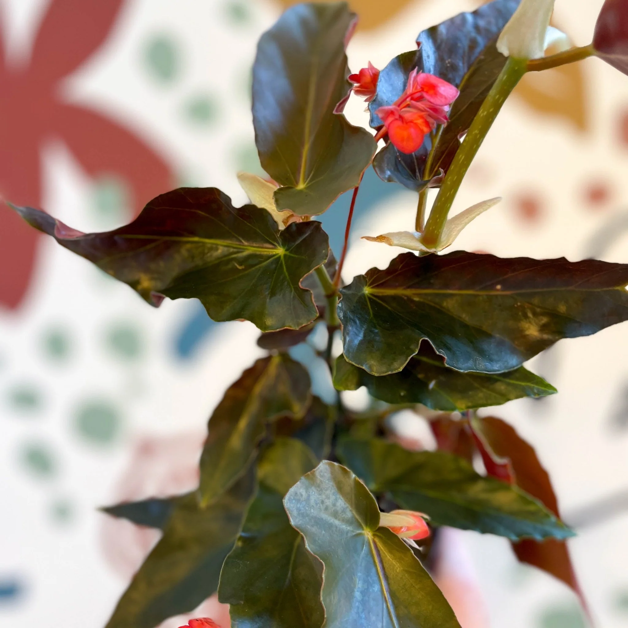 Begonia 'Torch' - Welsh Grown - Image 10