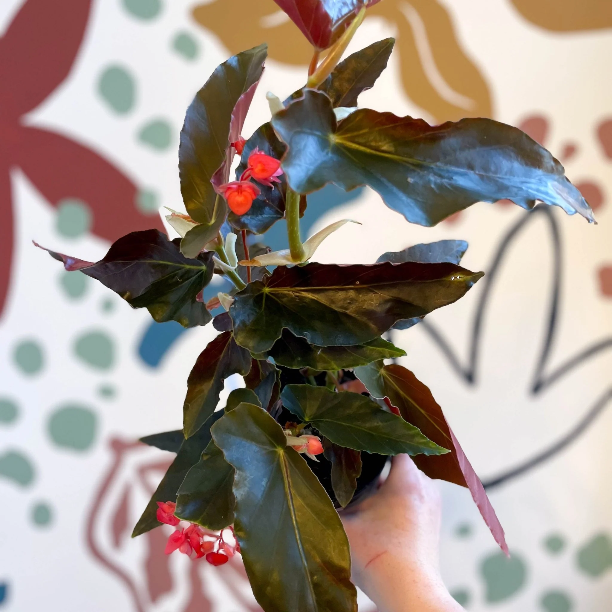 Begonia 'Torch' - Welsh Grown - Image 11