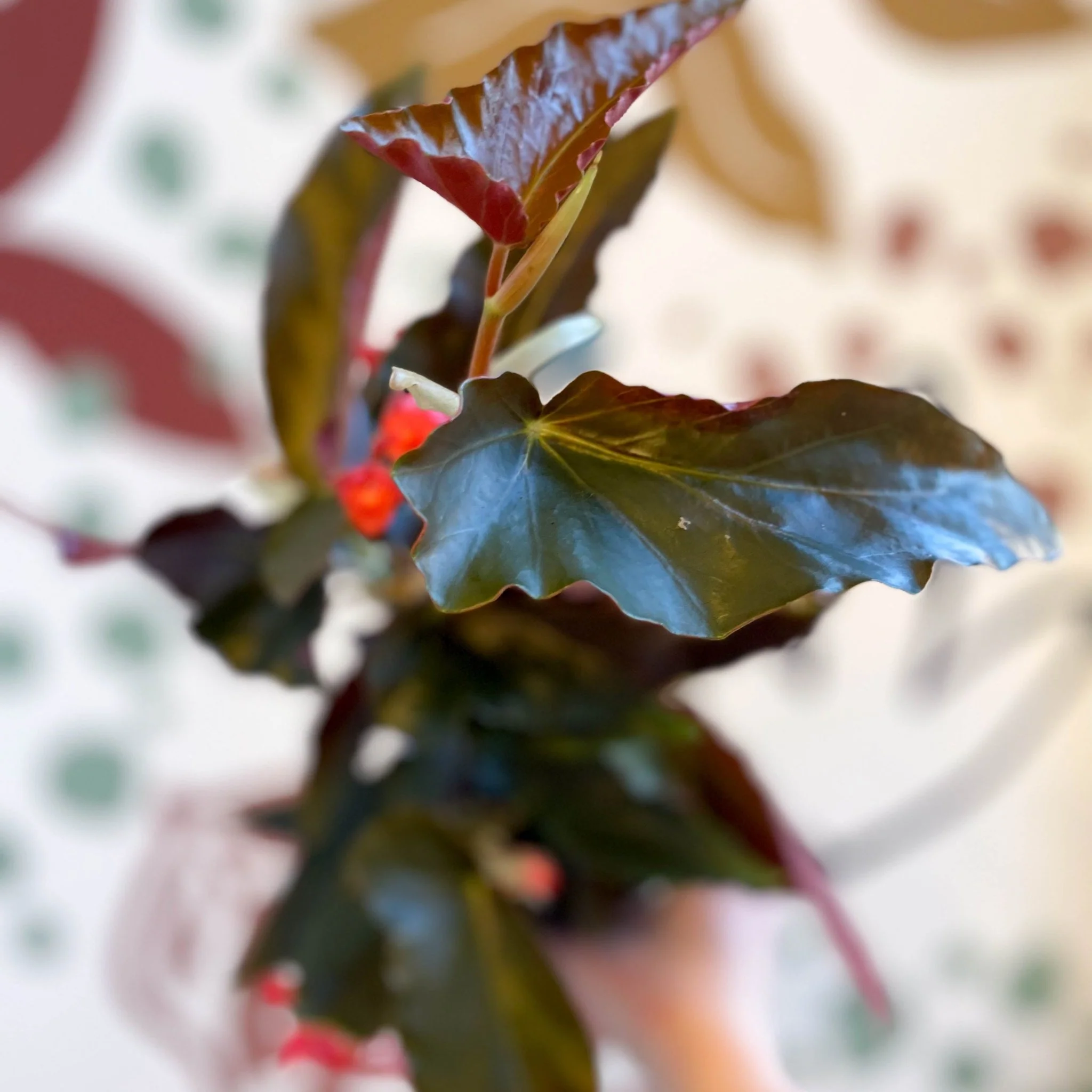 Begonia 'Torch' - Welsh Grown - Image 12
