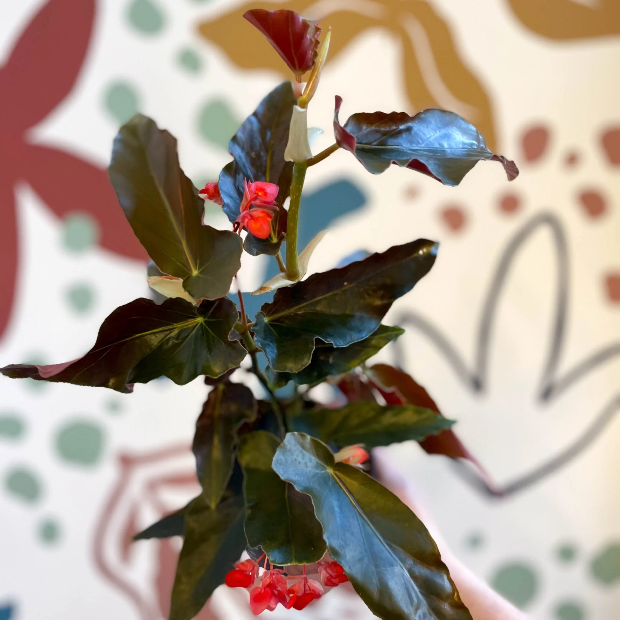 Begonia 'Torch' - Welsh Grown - Image 13