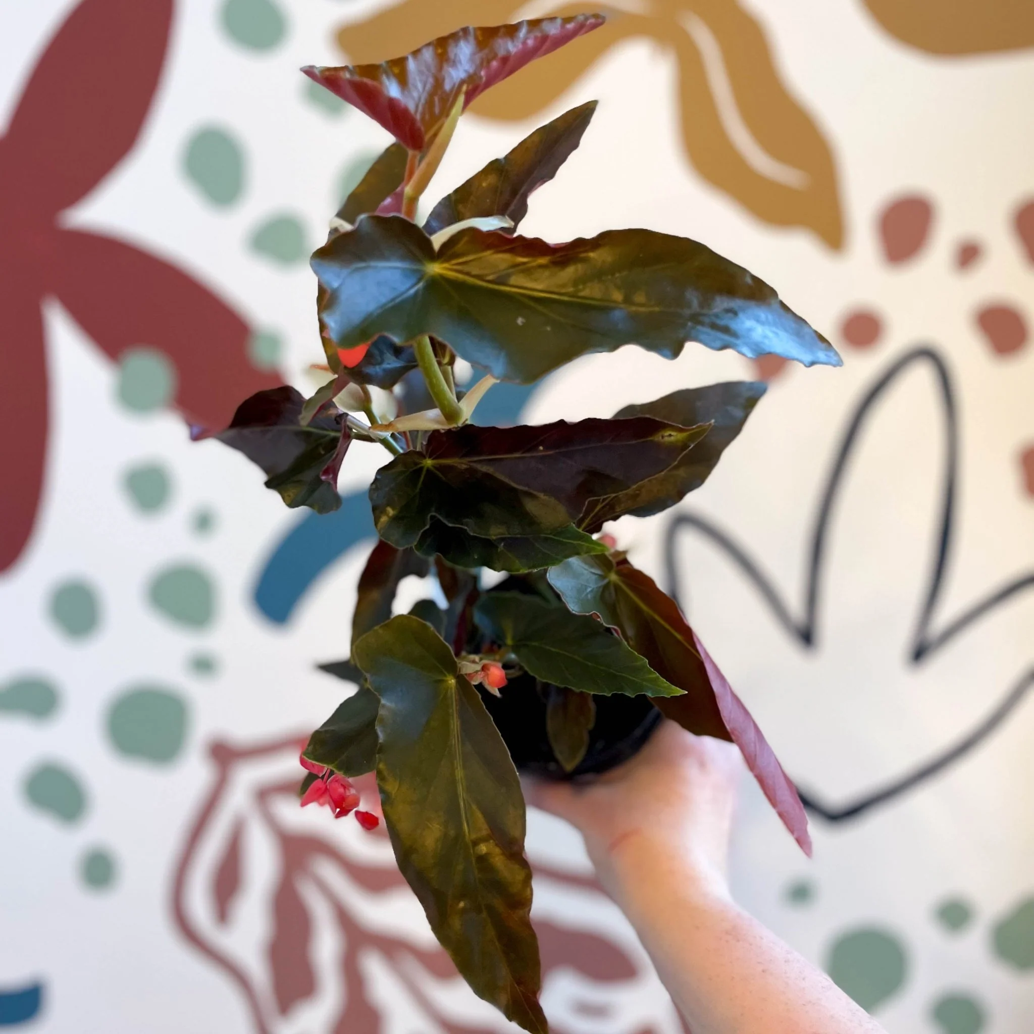 Begonia 'Torch' - Welsh Grown - Image 14