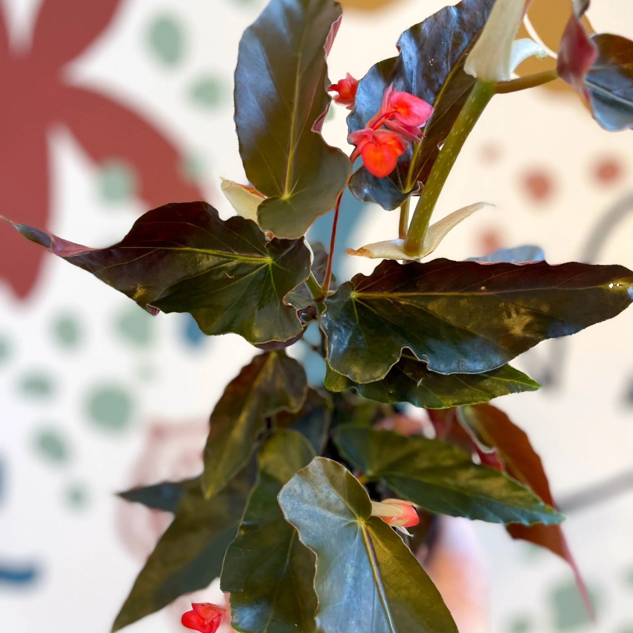 Begonia 'Torch' - Welsh Grown - Image 15