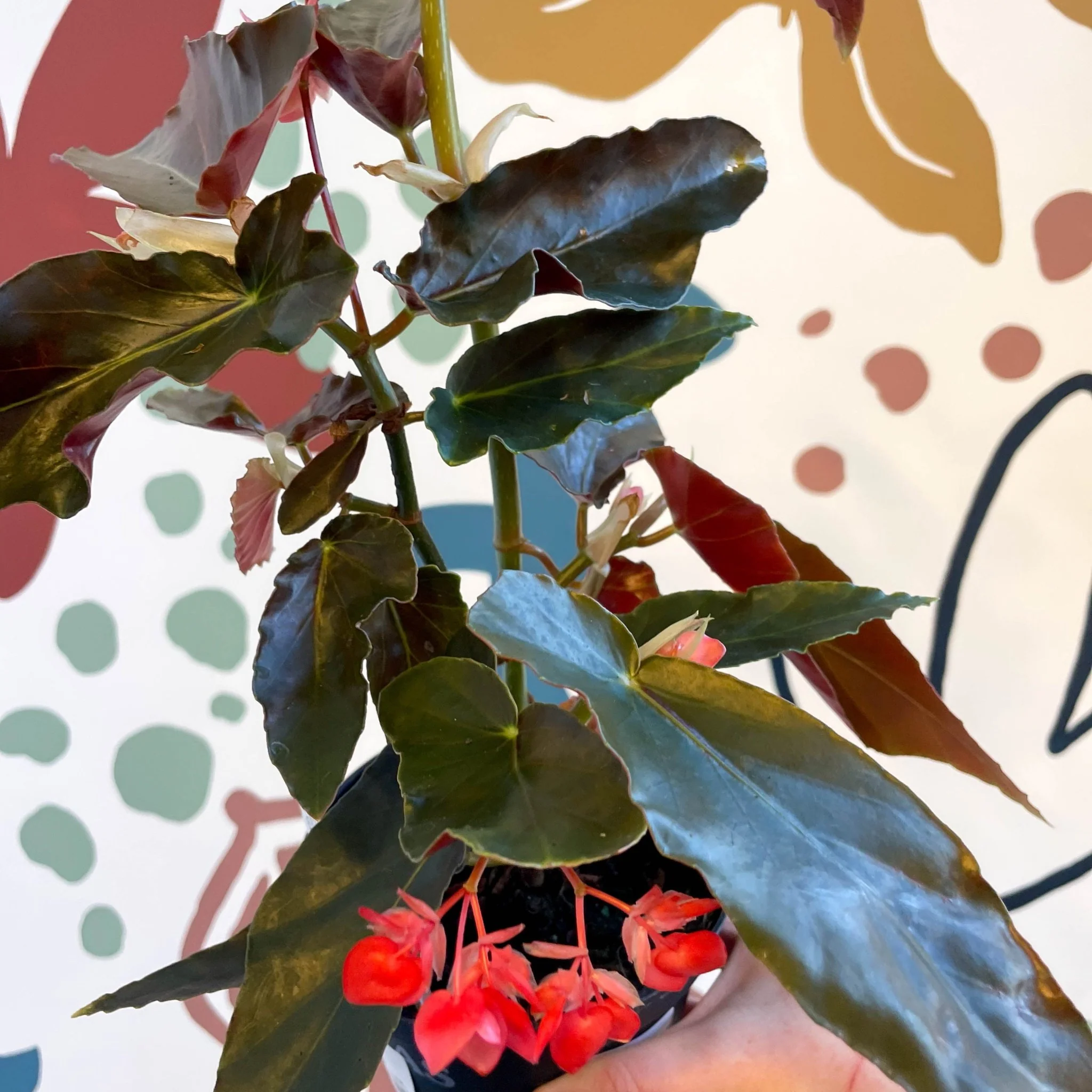 Begonia 'Torch' - Welsh Grown - Image 2