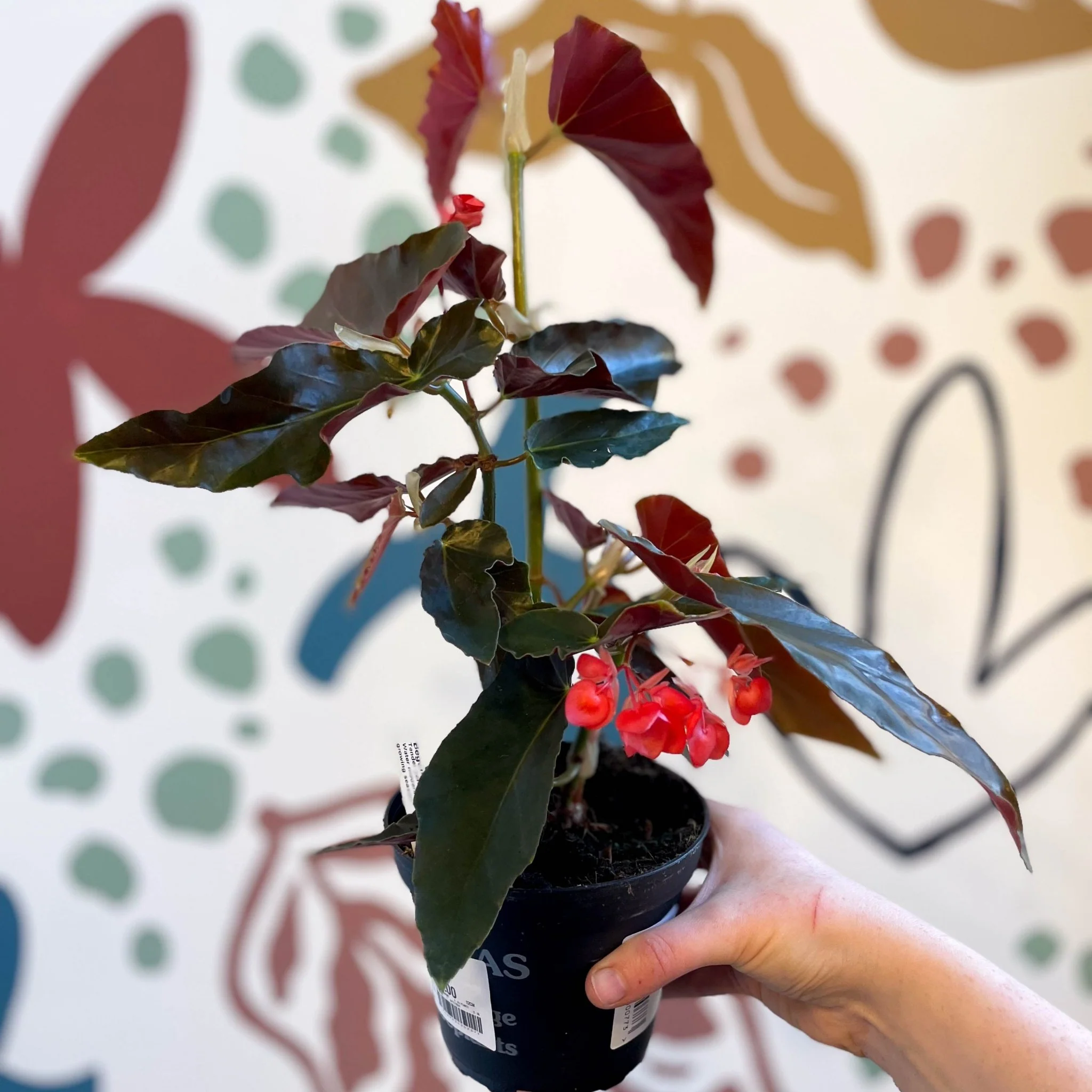 Begonia 'Torch' - Welsh Grown - Image 3