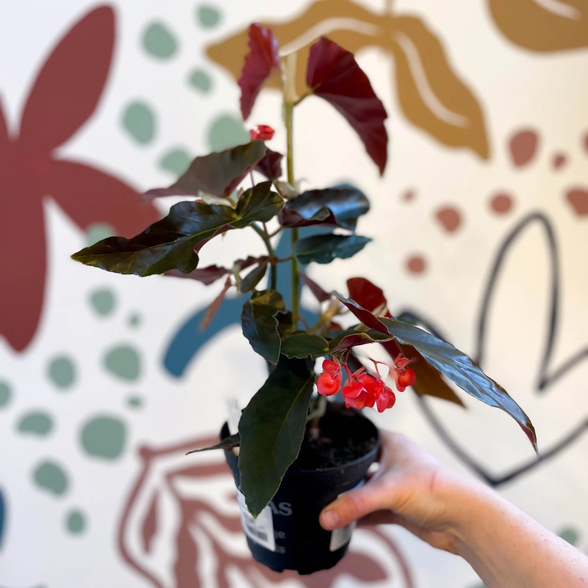 Begonia 'Torch' - Welsh Grown - Image 4
