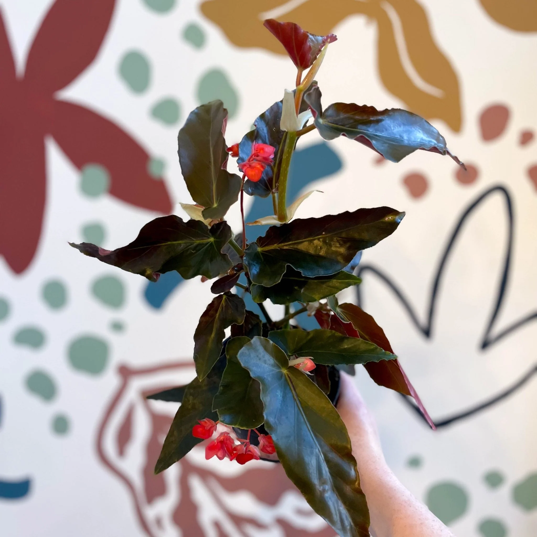 Begonia 'Torch' - Welsh Grown - Image 5