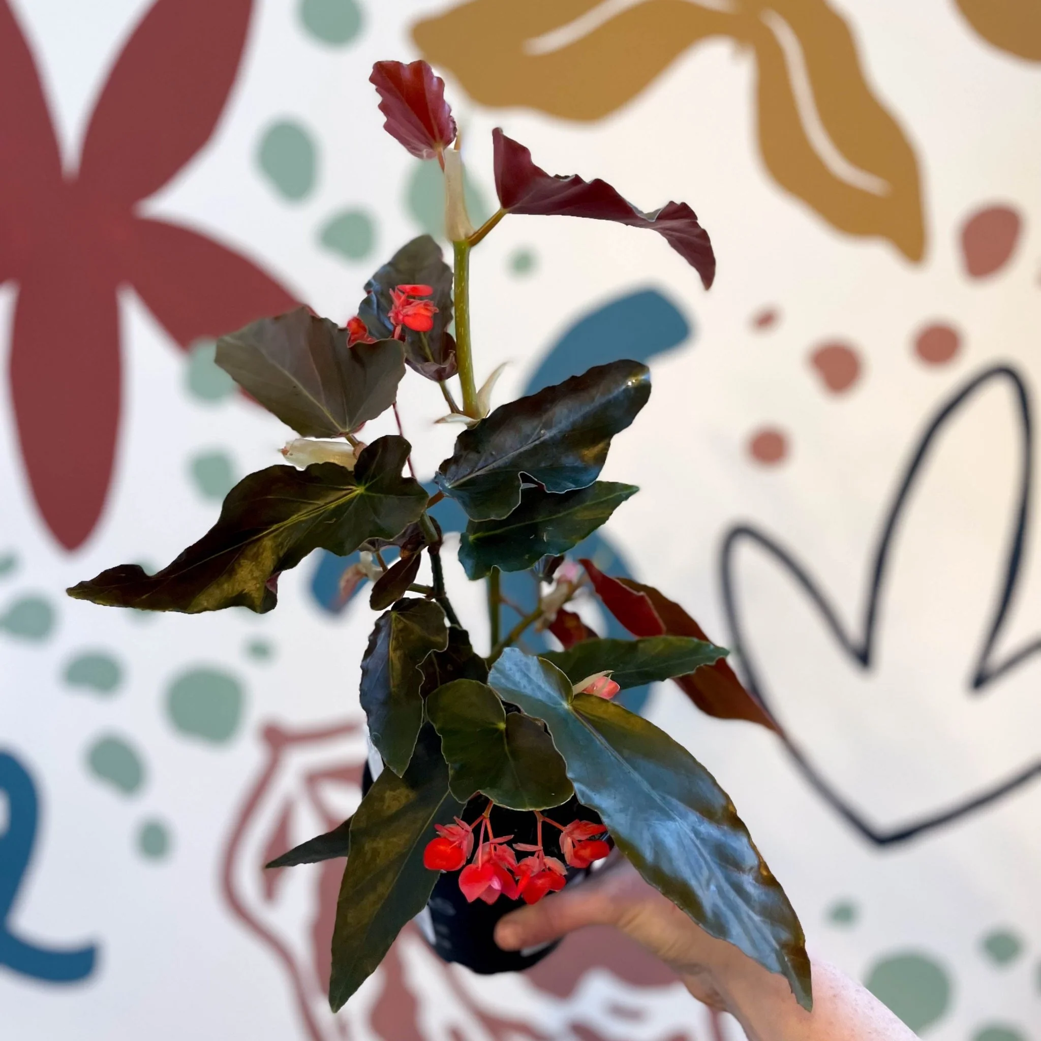 Begonia 'Torch' - Welsh Grown - Image 6