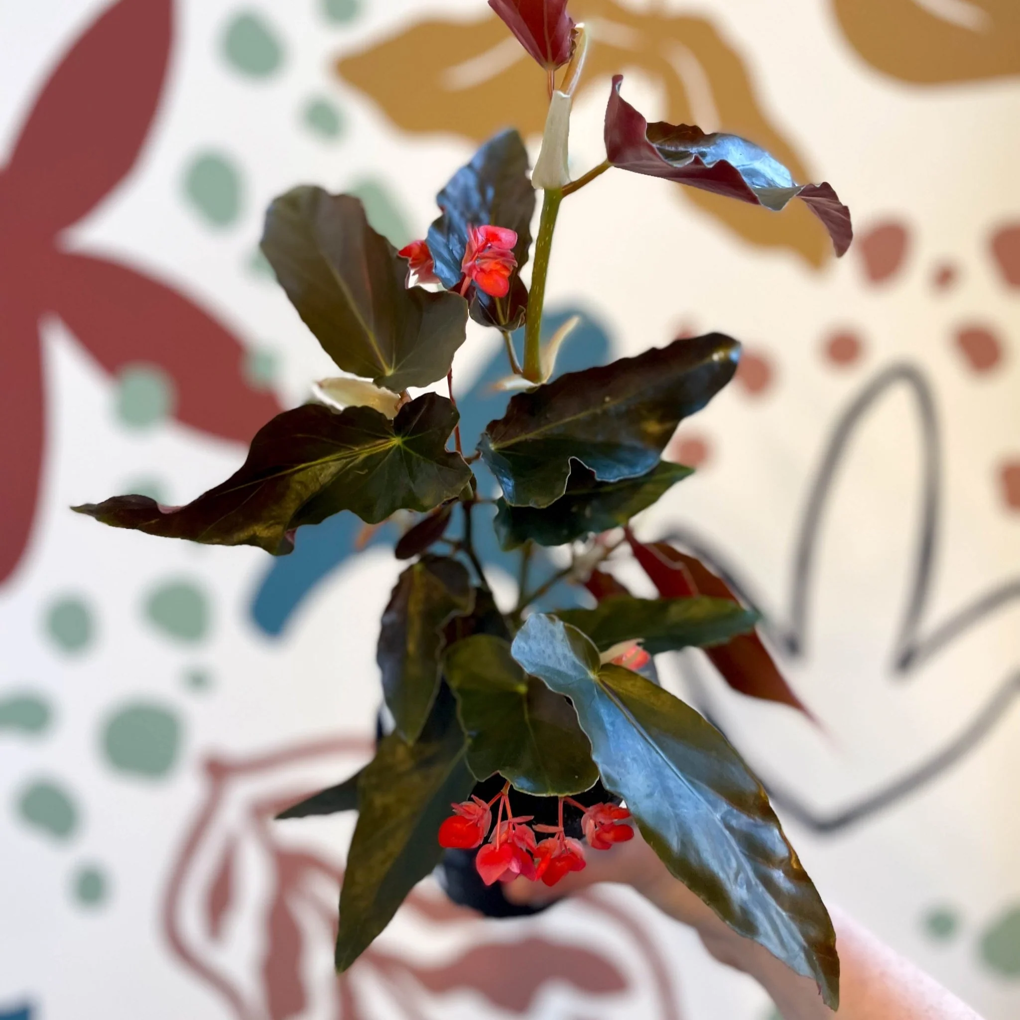 Begonia 'Torch' - Welsh Grown - Image 7
