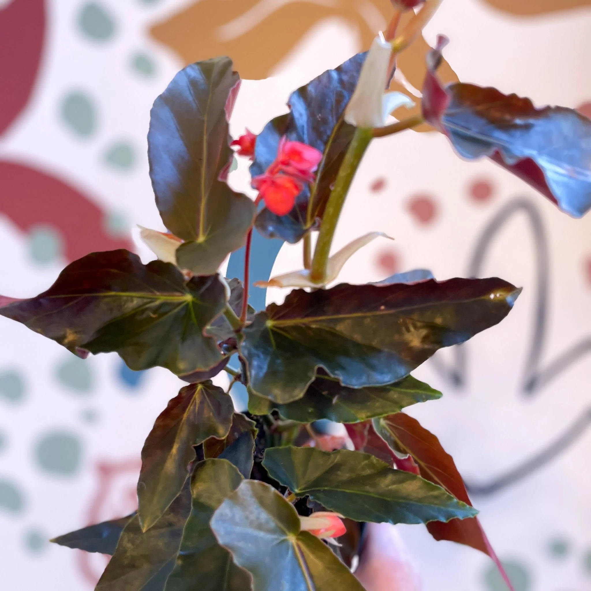 Begonia 'Torch' - Welsh Grown - Image 8