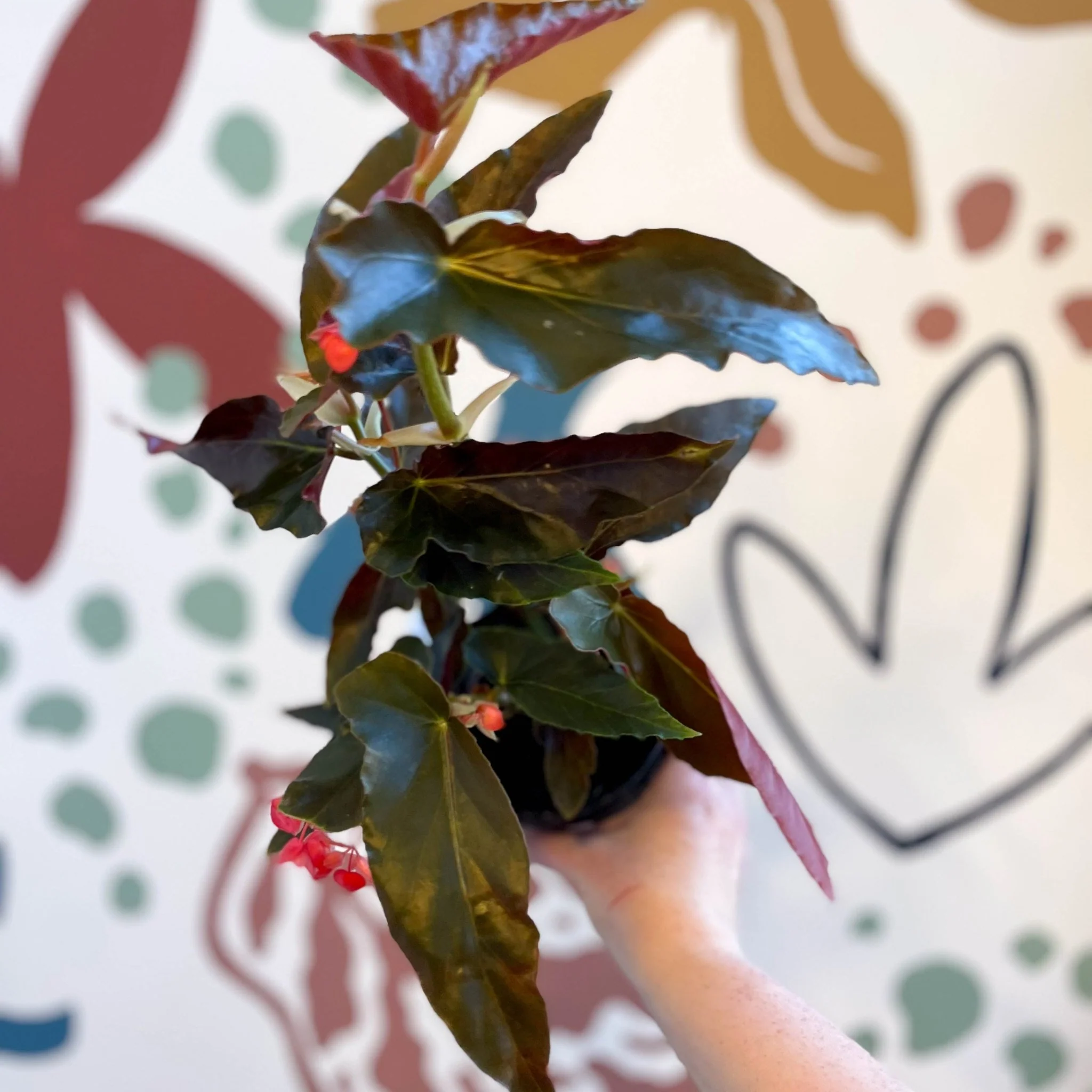 Begonia 'Torch' - Welsh Grown - Image 9