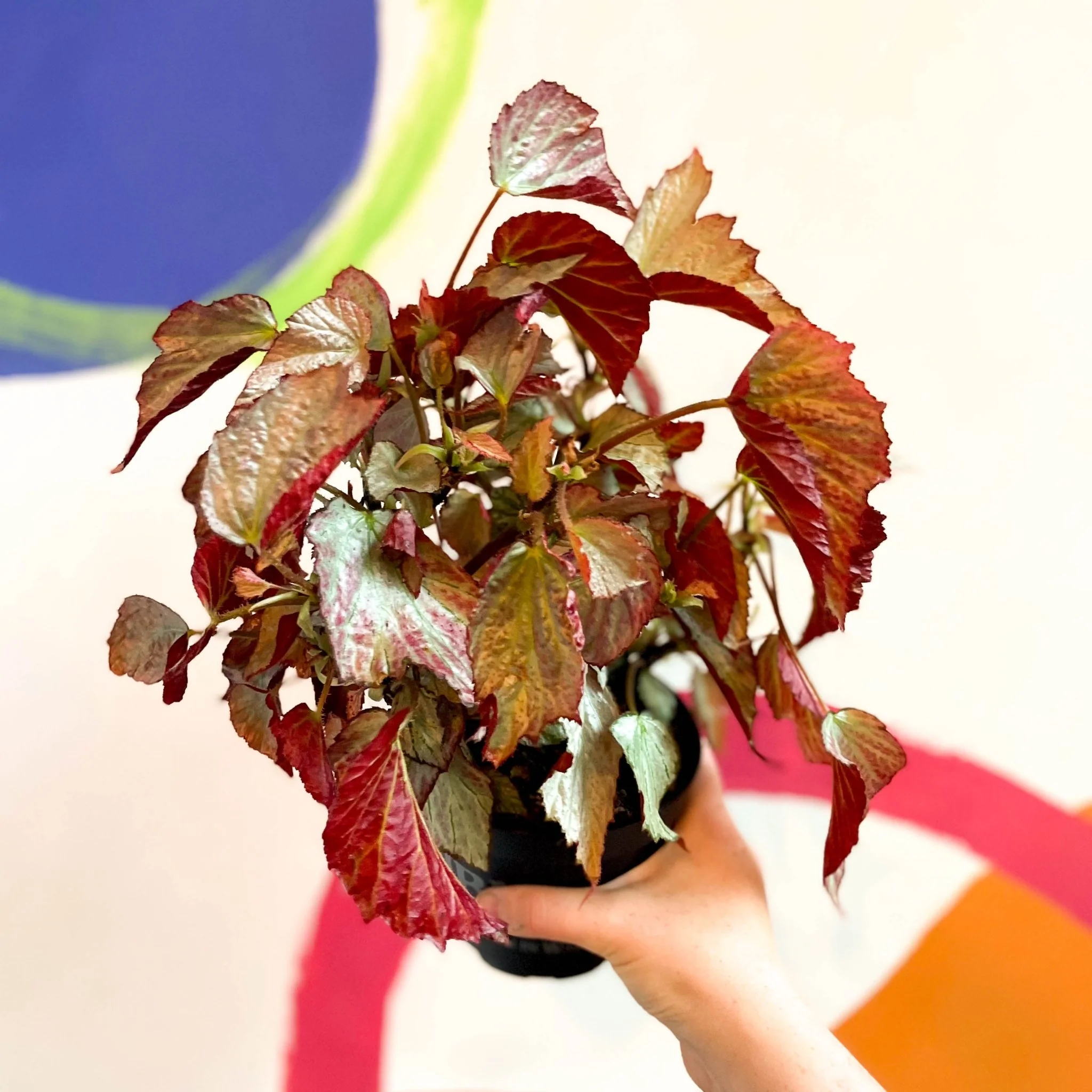 Begonia 'Two Face' - Welsh Grown