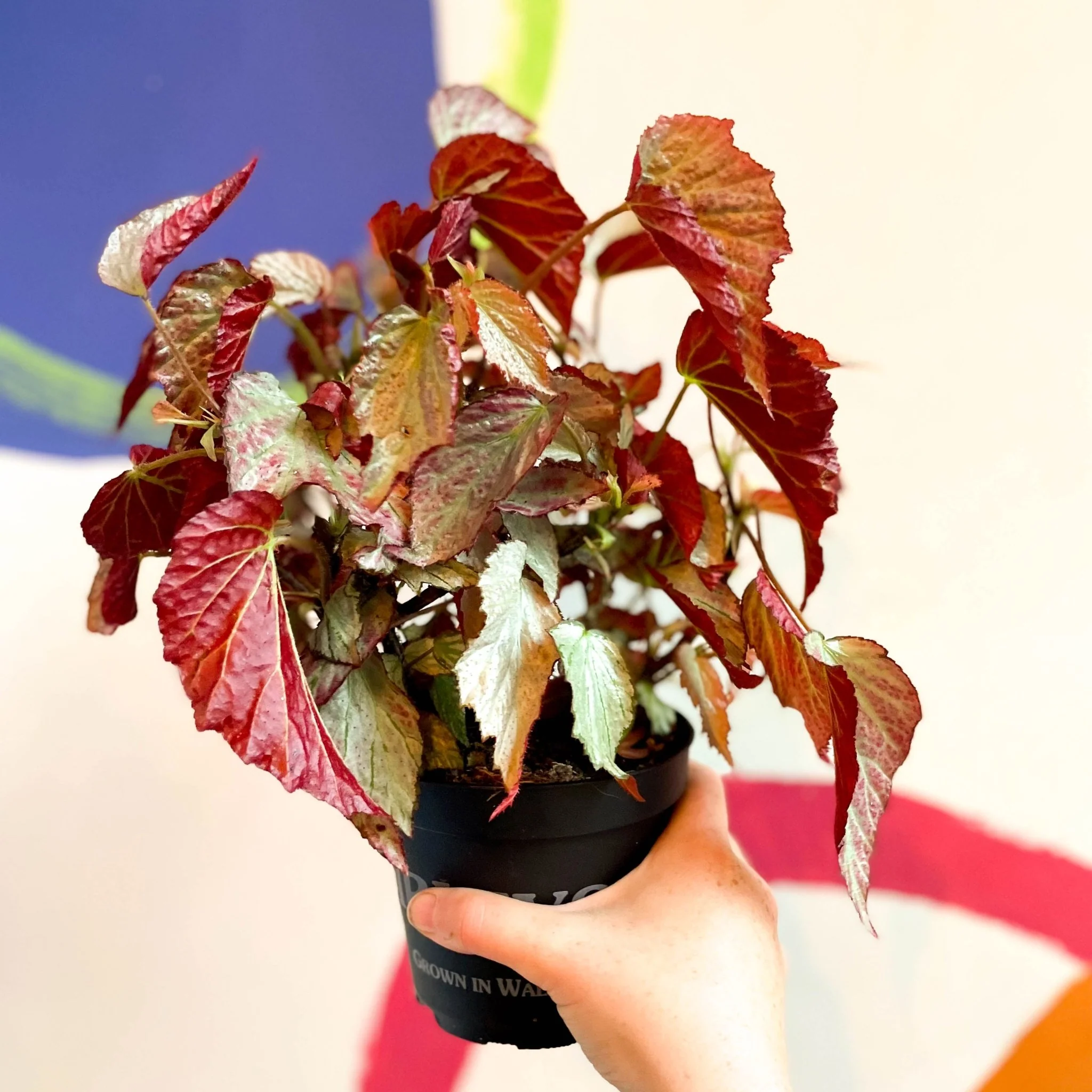 Begonia 'Two Face' - Welsh Grown - Image 2