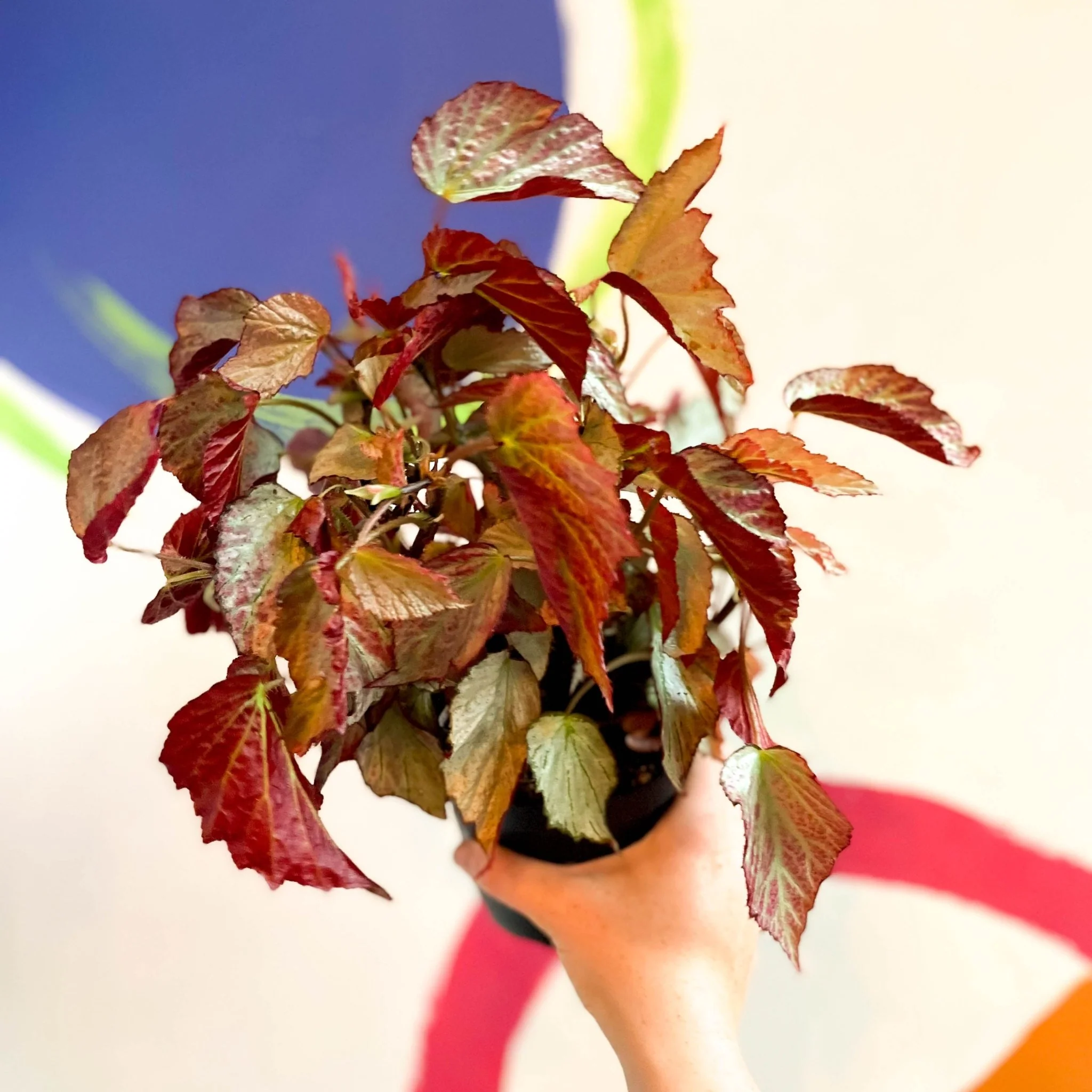 Begonia 'Two Face' - Welsh Grown - Image 3
