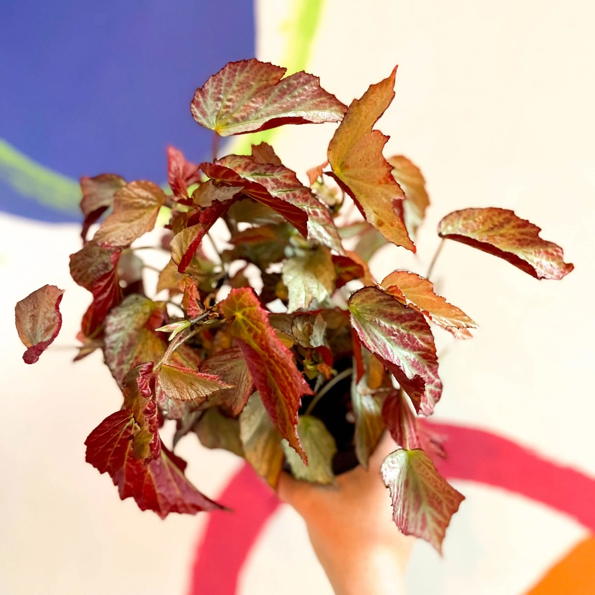 Begonia 'Two Face' - Welsh Grown - Image 4