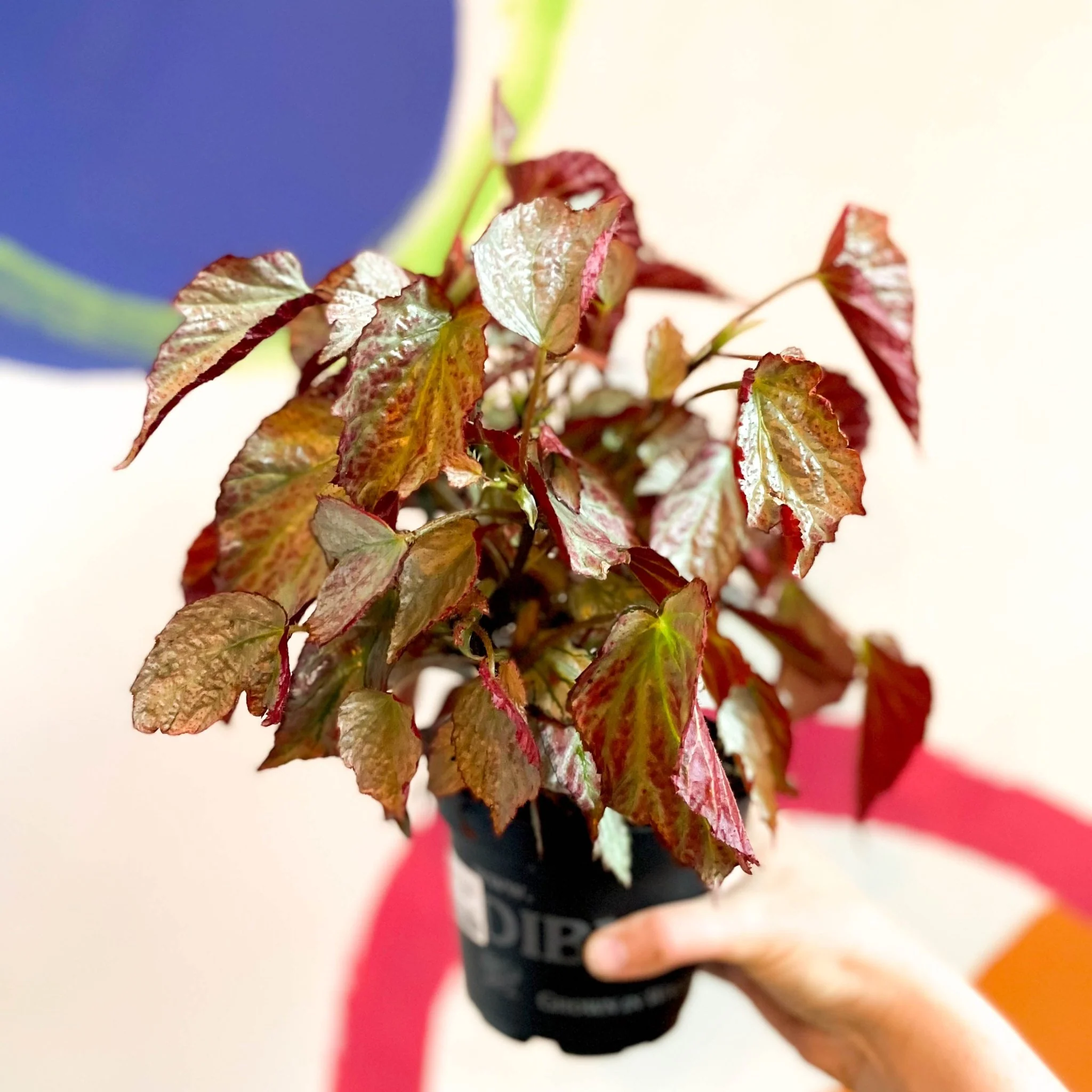 Begonia 'Two Face' - Welsh Grown - Image 5
