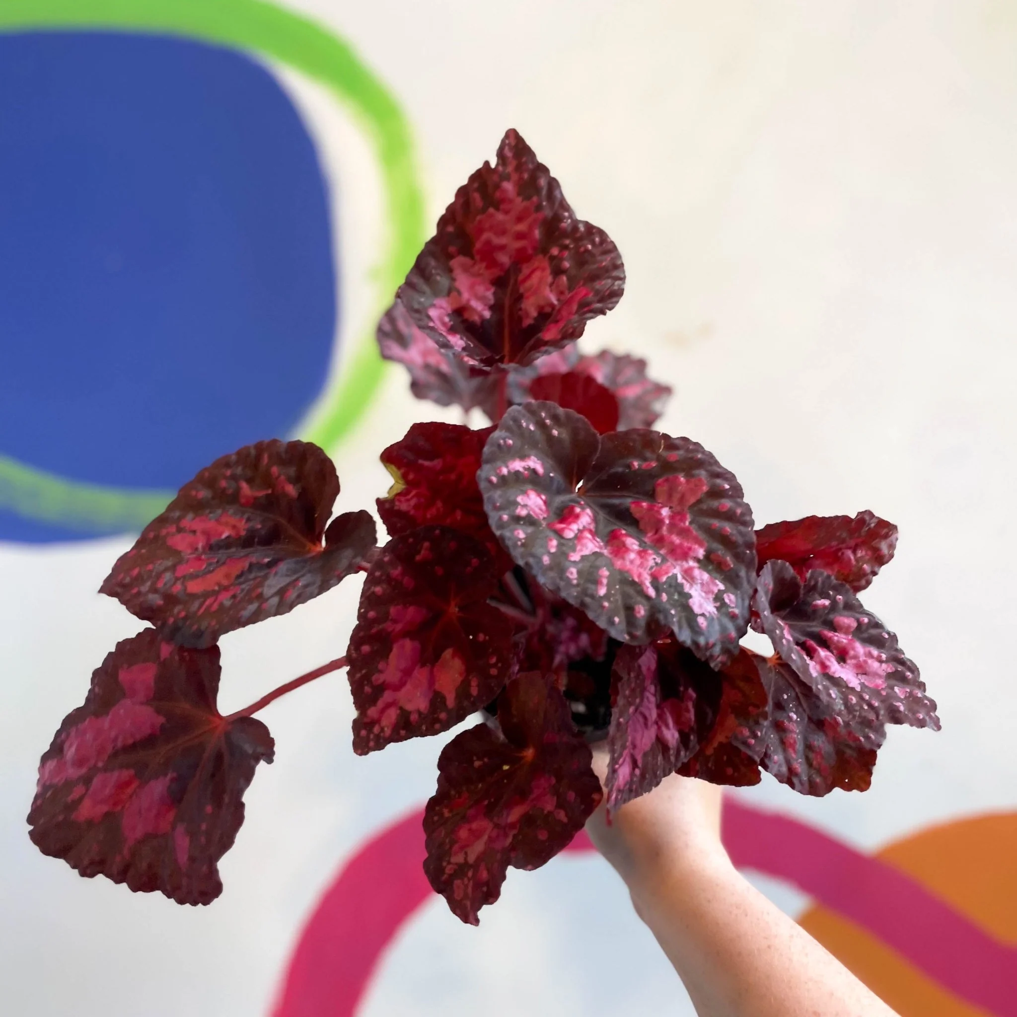 Begonia 'Vesuvius' - Welsh Grown - Image 10