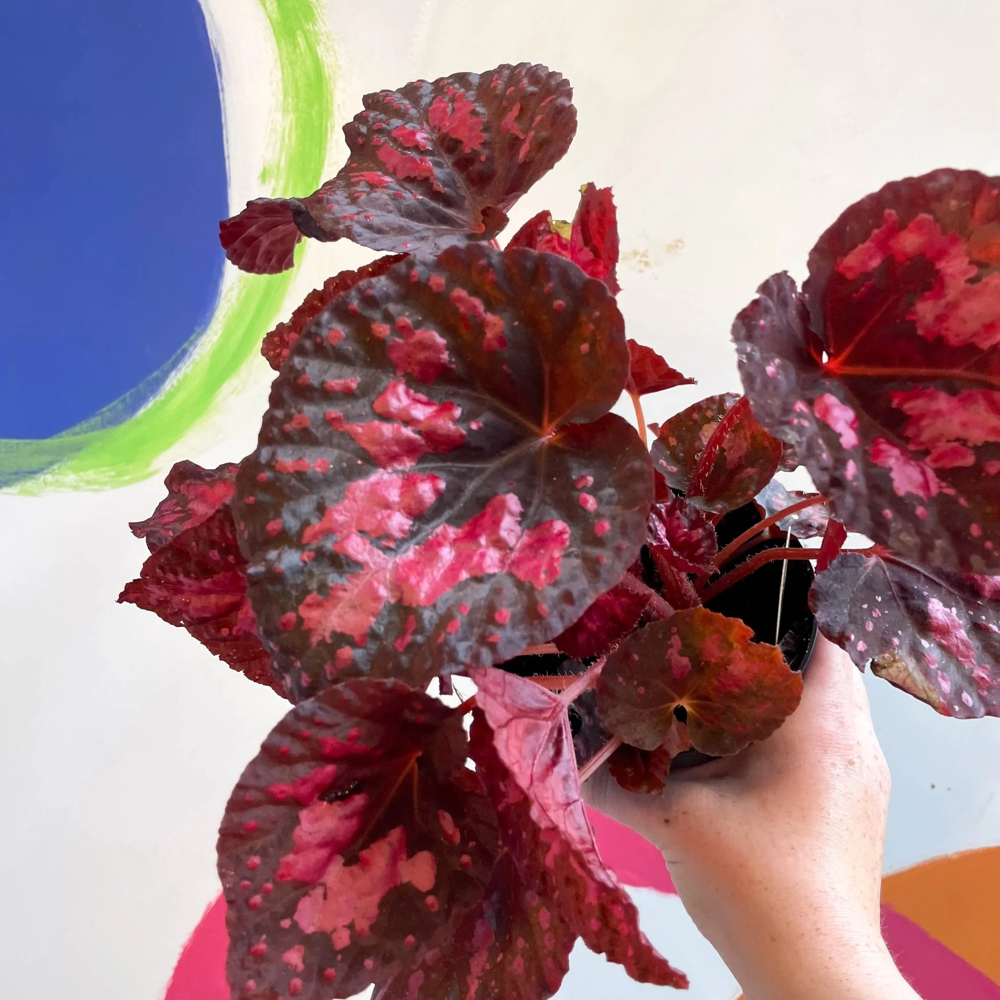 Begonia 'Vesuvius' - Welsh Grown - Image 11