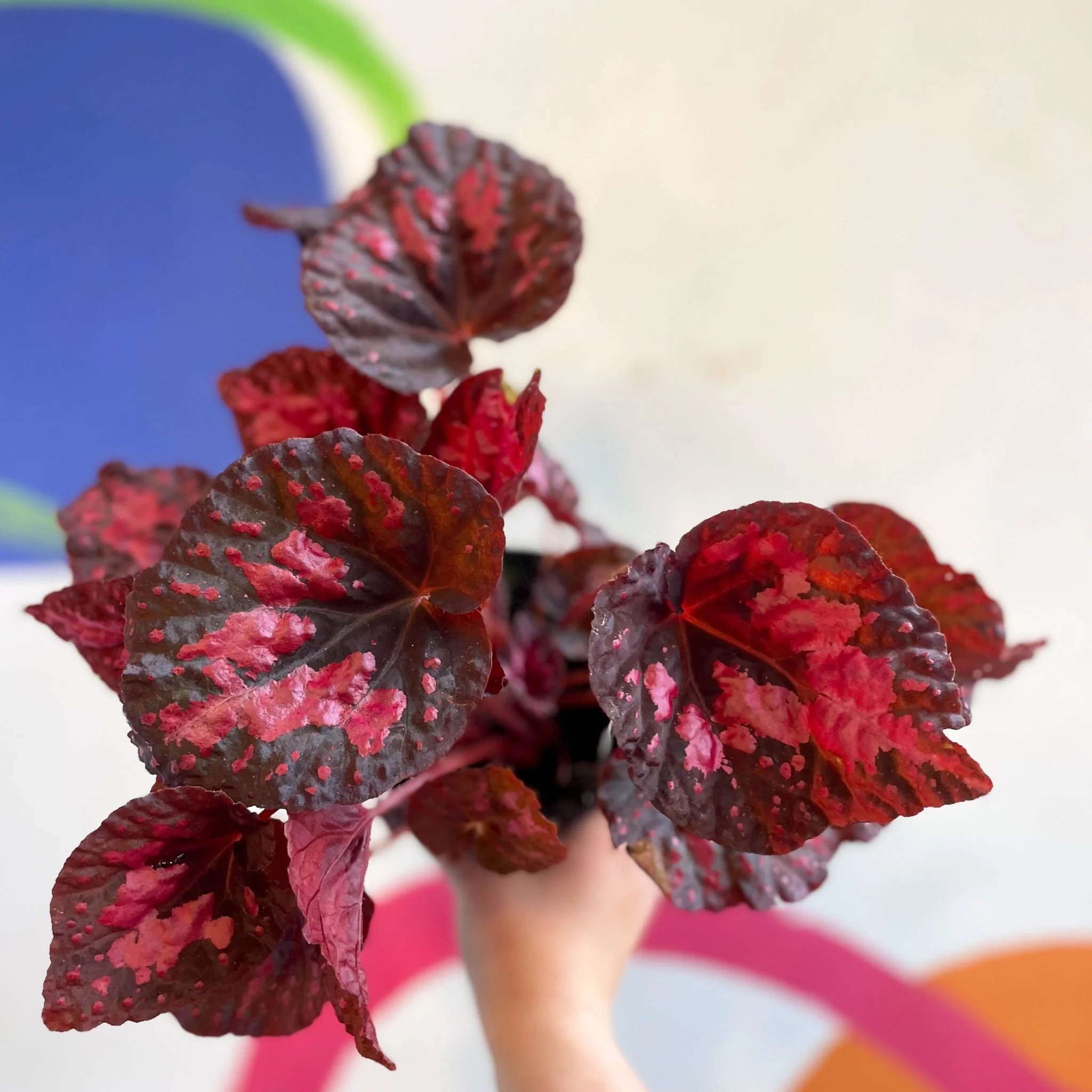Begonia 'Vesuvius' - Welsh Grown - Image 12