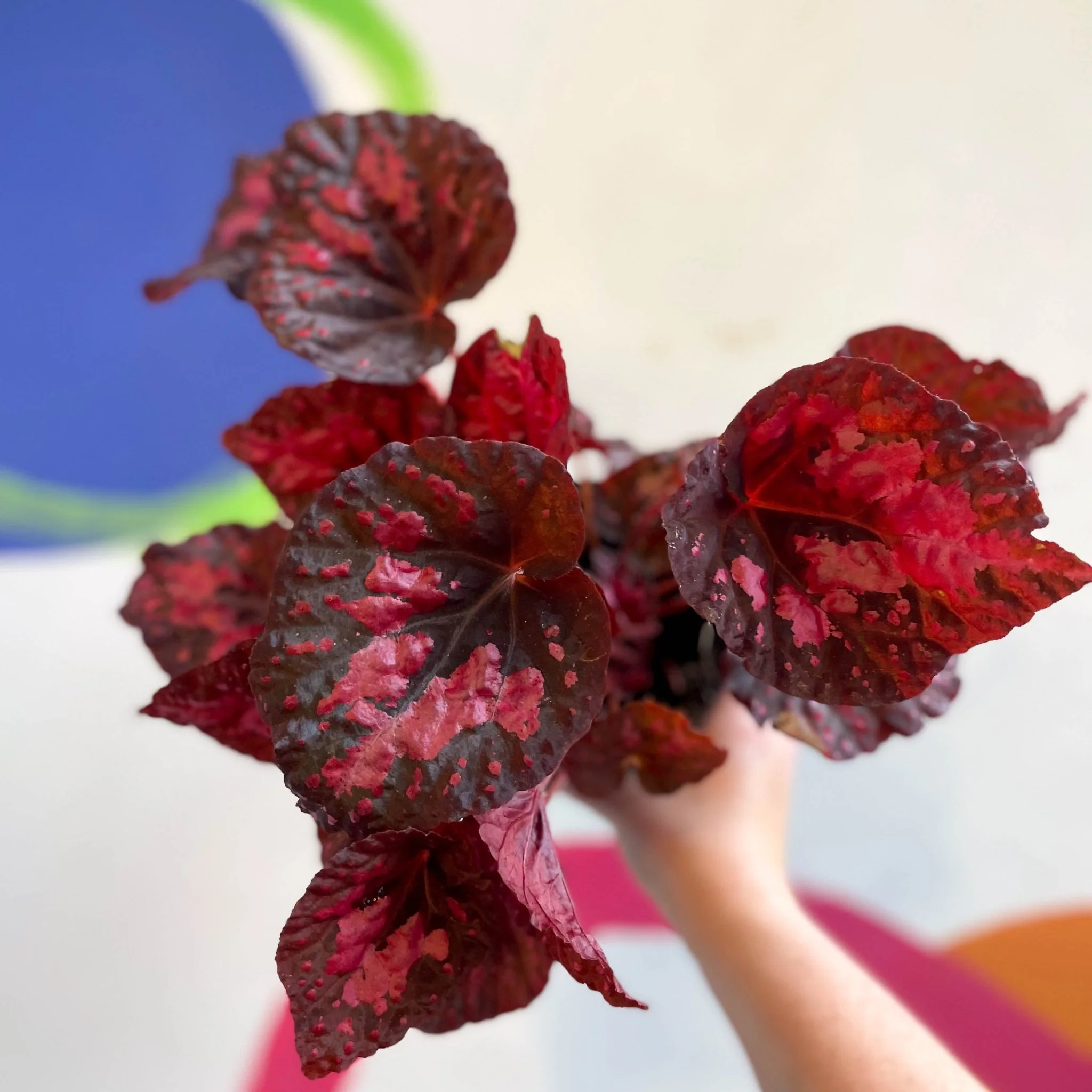 Begonia 'Vesuvius' - Welsh Grown - Image 13