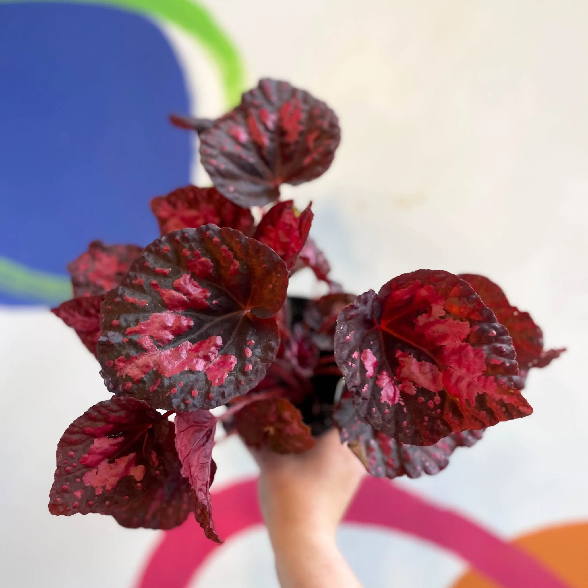 Begonia 'Vesuvius' - Welsh Grown - Image 14